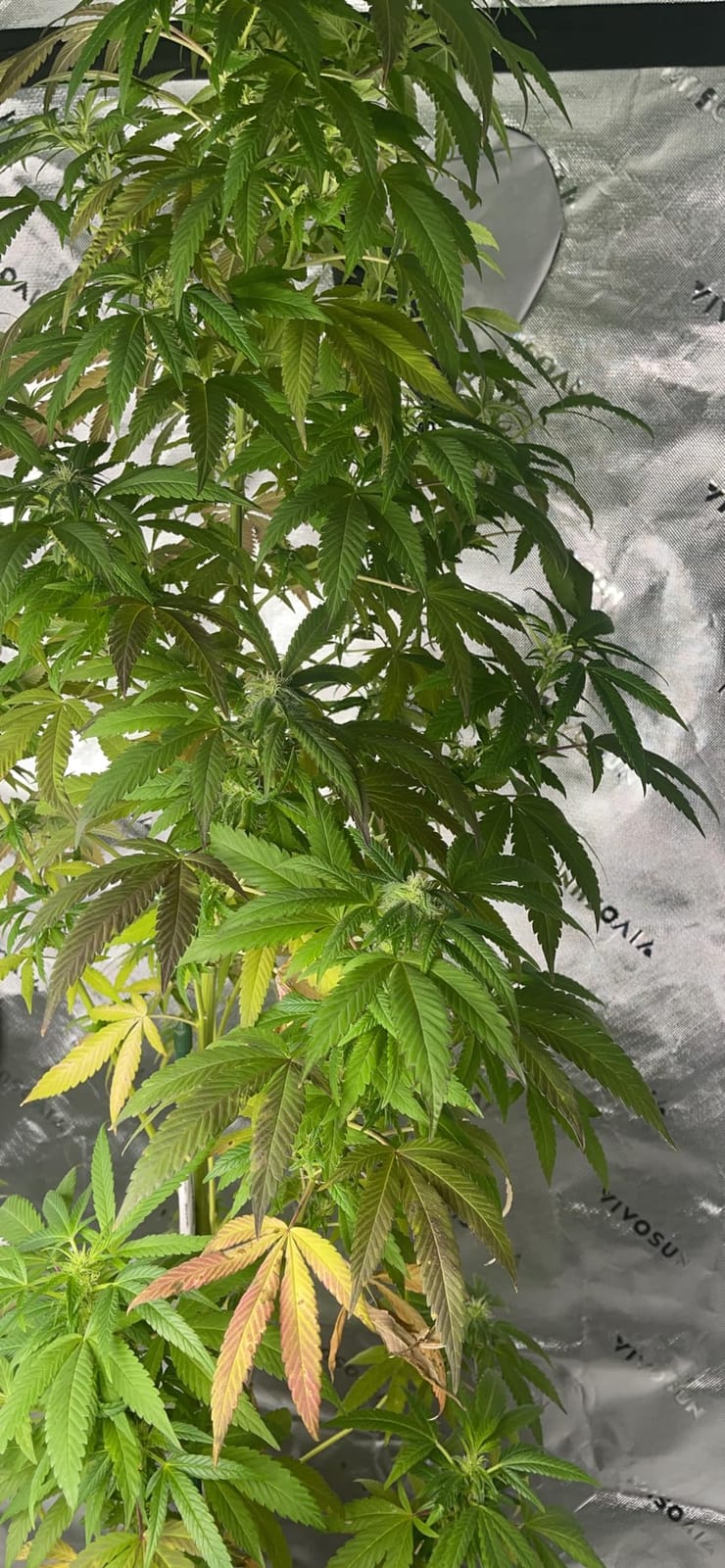 VIVOSUN Smart Grow Tent Kit 2x4, 2-Plant WiFi-Integrated Grow System | including 200W Full Spectrum LED,Automatic Control with GrowHub E42A+, Efficient Ventilation System,48x24x60
