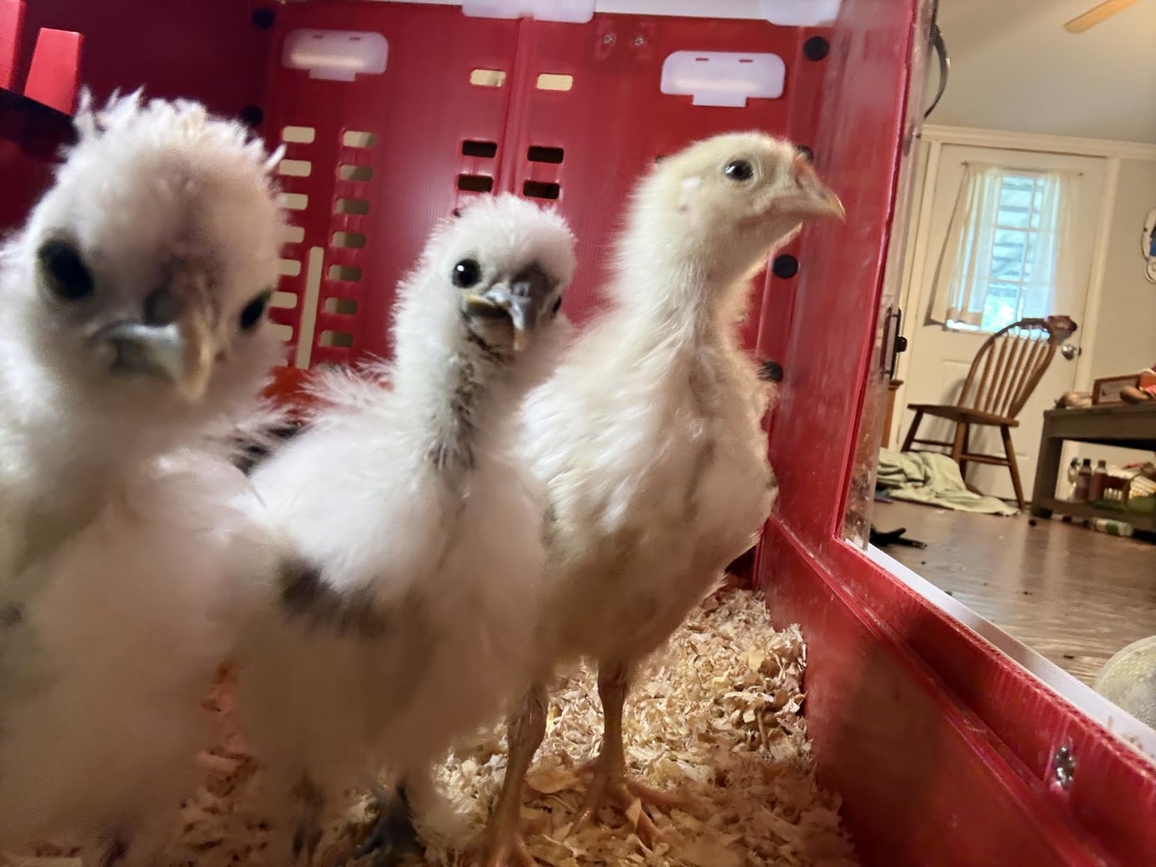 RentACoop Little Red Barn Chick Brooder | Durable, Lightweight, Easy-Clean, Multipurpose | with Absorbent Hatchling Liners, Jute Liners, LED Light, Security Latch customer photo 2