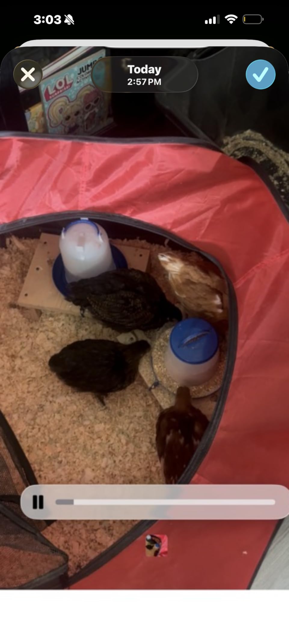 Tetuga Brooder Box for Chick Starter Kit with 10x 12 Brooder Heating Plate | Chicken Brooder Pen All-In-1 Bundles with Chicken Feeder, Waterer, Up to 15 Chicks, Ducks & Quail, Indoor & Outdoor Use, Red customer photo 1