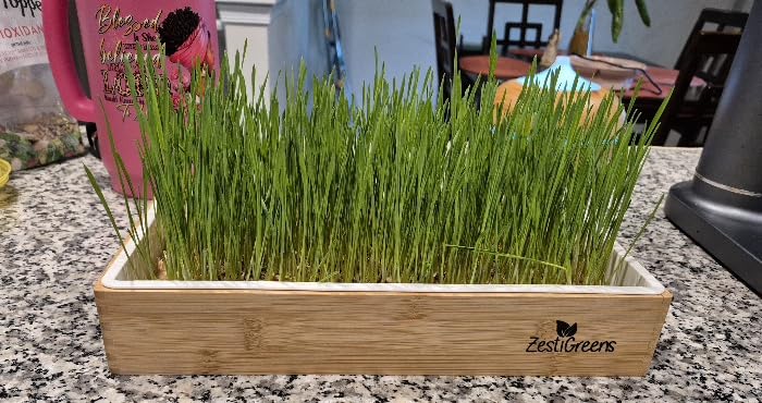Organic Wheatgrass Growing Kit, Self Watering, with Soilless Grow Mats. The Easy Way to Grow & Juice Healthy Wheat Grass & Make Cat Grass. Bamboo Surround & Black Out Lid. customer photo 1