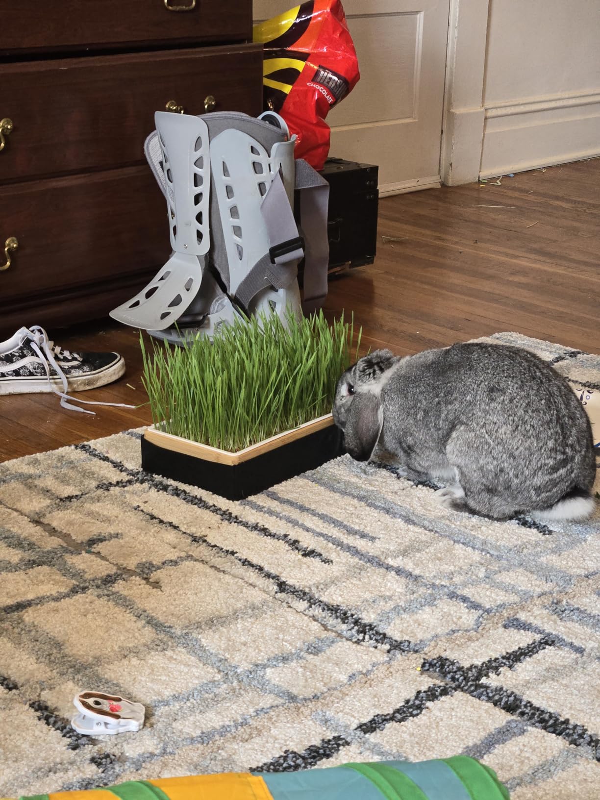 Organic Wheatgrass Growing Kit, Self Watering, with Soilless Grow Mats. The Easy Way to Grow & Juice Healthy Wheat Grass & Make Cat Grass. Bamboo Surround & Black Out Lid. customer photo 2
