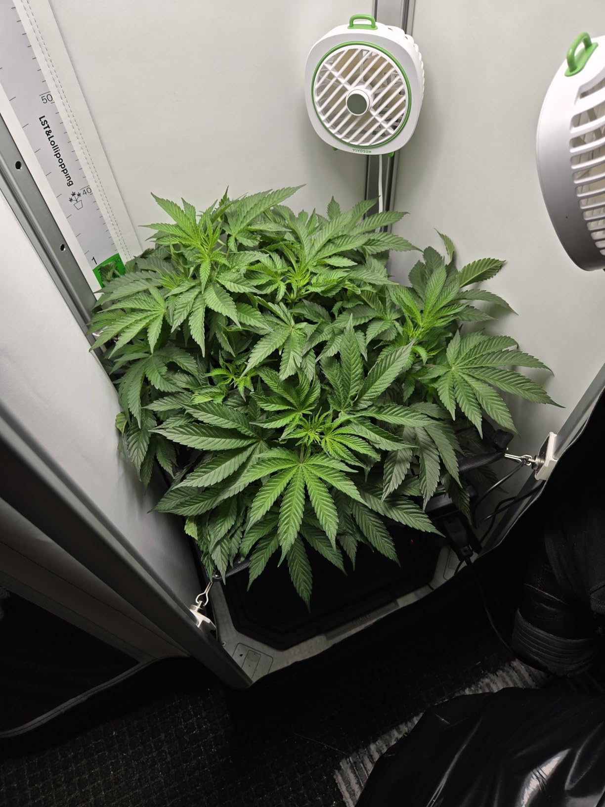 VGrow All-in-One Smart Grow Box, Professional System with Samsung LM301H EVO Grow Light, Advanced Circulation & Ventilation System, Irrigation, Nutrient, Magnetic Window for Indoor Hydroponics customer photo 1