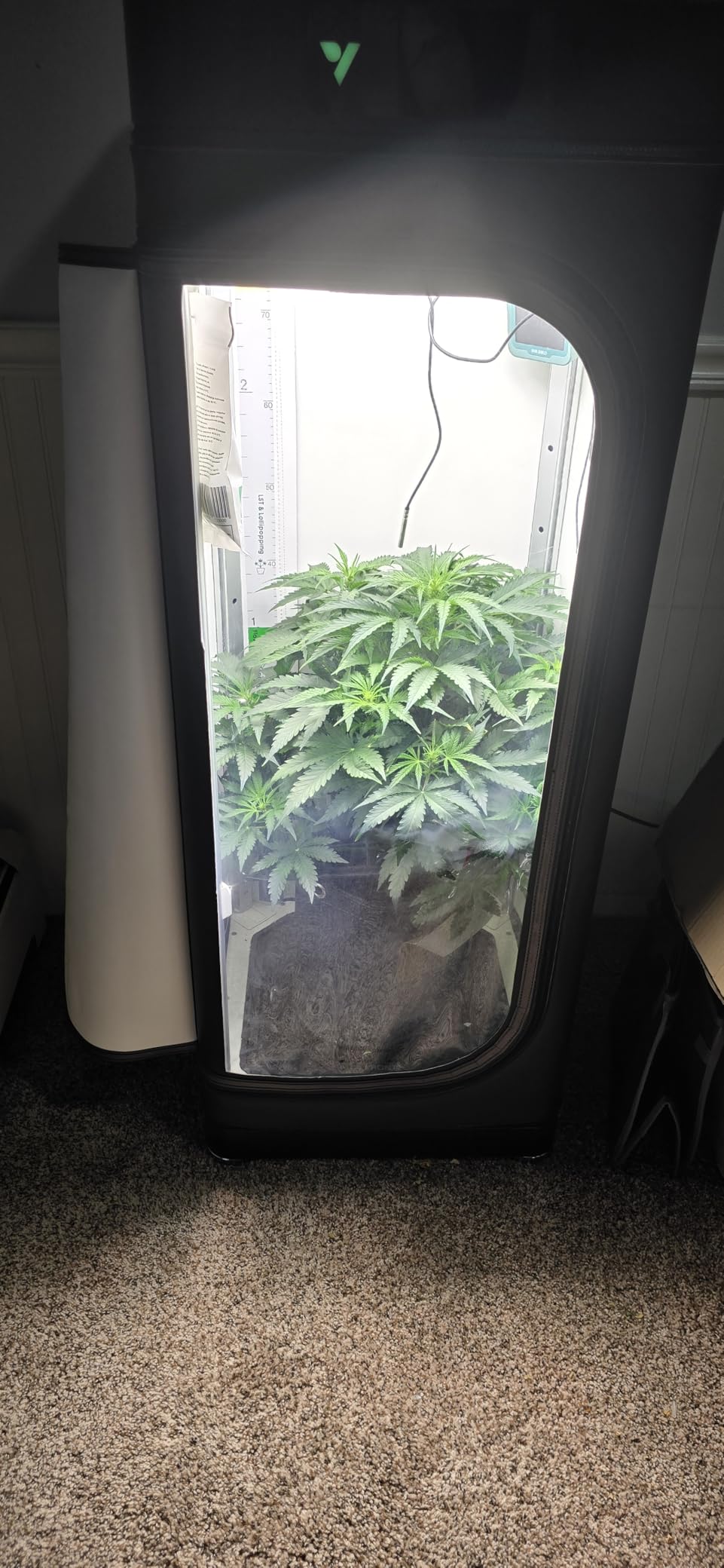 VGrow All-in-One Smart Grow Box, Professional System with Samsung LM301H EVO Grow Light, Advanced Circulation & Ventilation System, Irrigation, Nutrient, Magnetic Window for Indoor Hydroponics customer photo 2