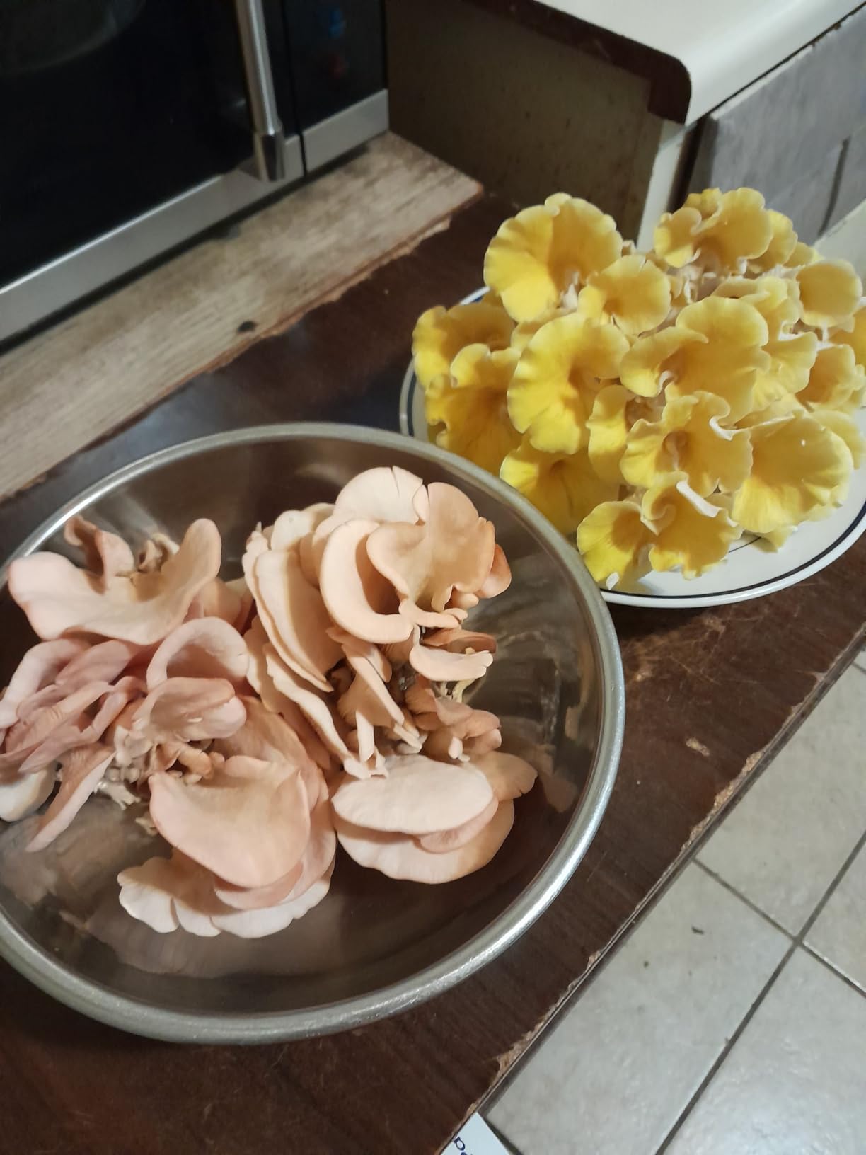 inbloom Organic Golden Oyster Mushroom Growing Kit with Spray, Harvest Fresh Mushrooms at Home, Beginner Friendly & Easy to Use, Unique Gardening Gift for Holiday, Handmade in New Jersey, USA customer photo 1