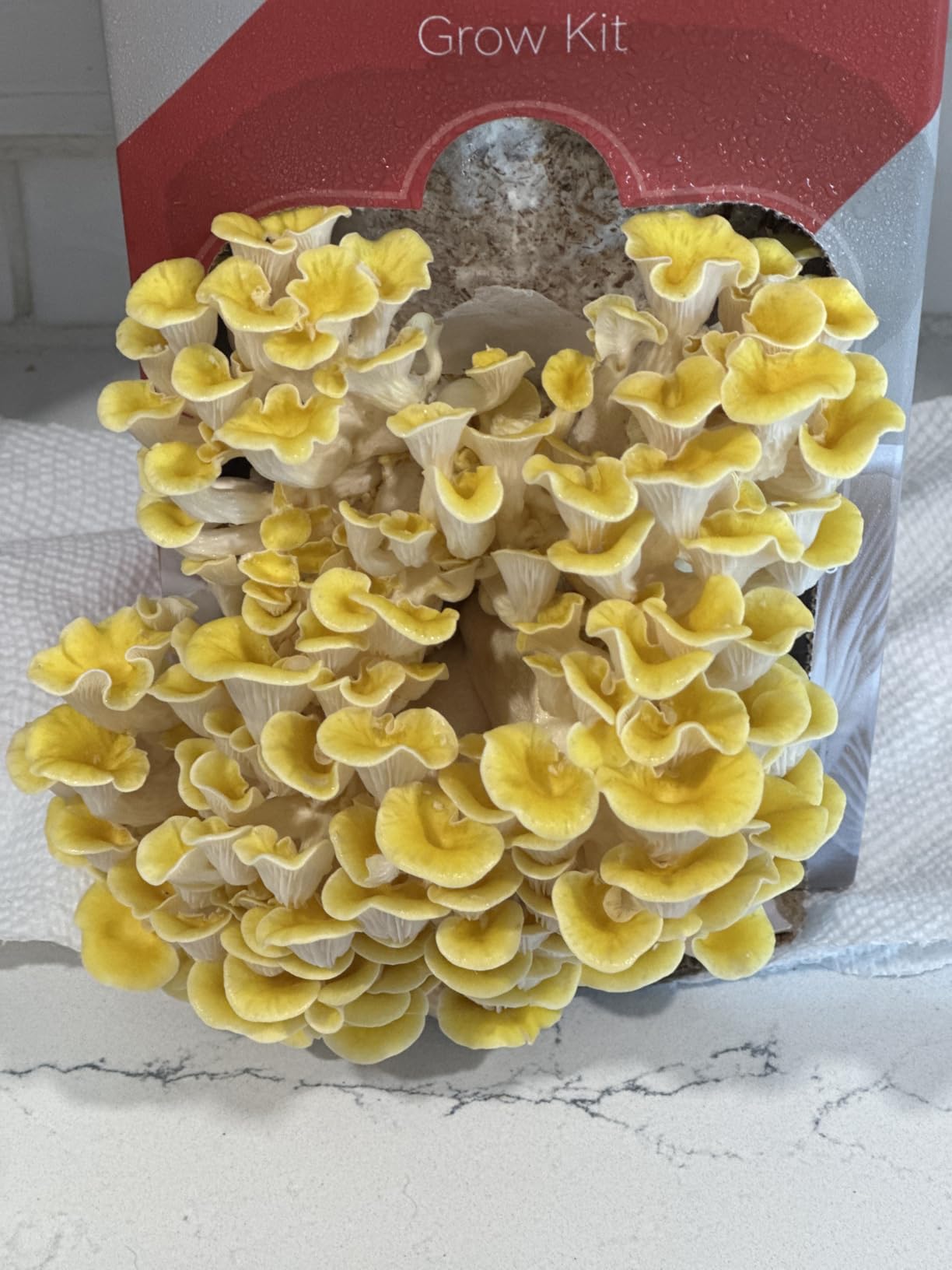 inbloom Organic Golden Oyster Mushroom Growing Kit with Spray, Harvest Fresh Mushrooms at Home, Beginner Friendly & Easy to Use, Unique Gardening Gift for Holiday, Handmade in New Jersey, USA customer photo 2