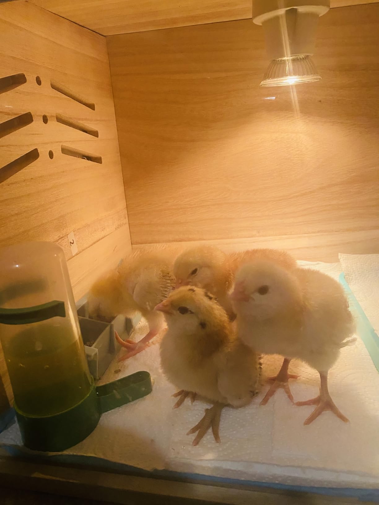 Chicken Brooder Box for Chicks & Quail with 3 Absorbent Pads, Feeder and Waterer - Adjustable Temperature Control Brooding Box for Small Chicken Coop & Quail Cage (15.7x12x12 Inches) customer photo 2