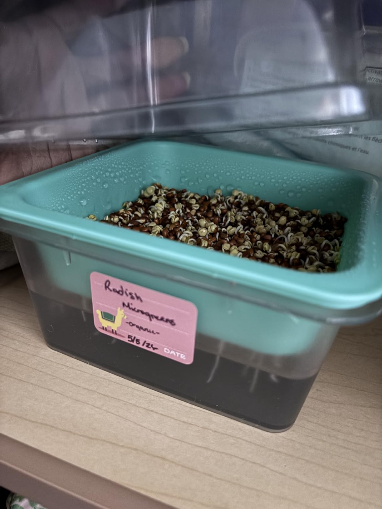 Microgreen Growing Trays, 5