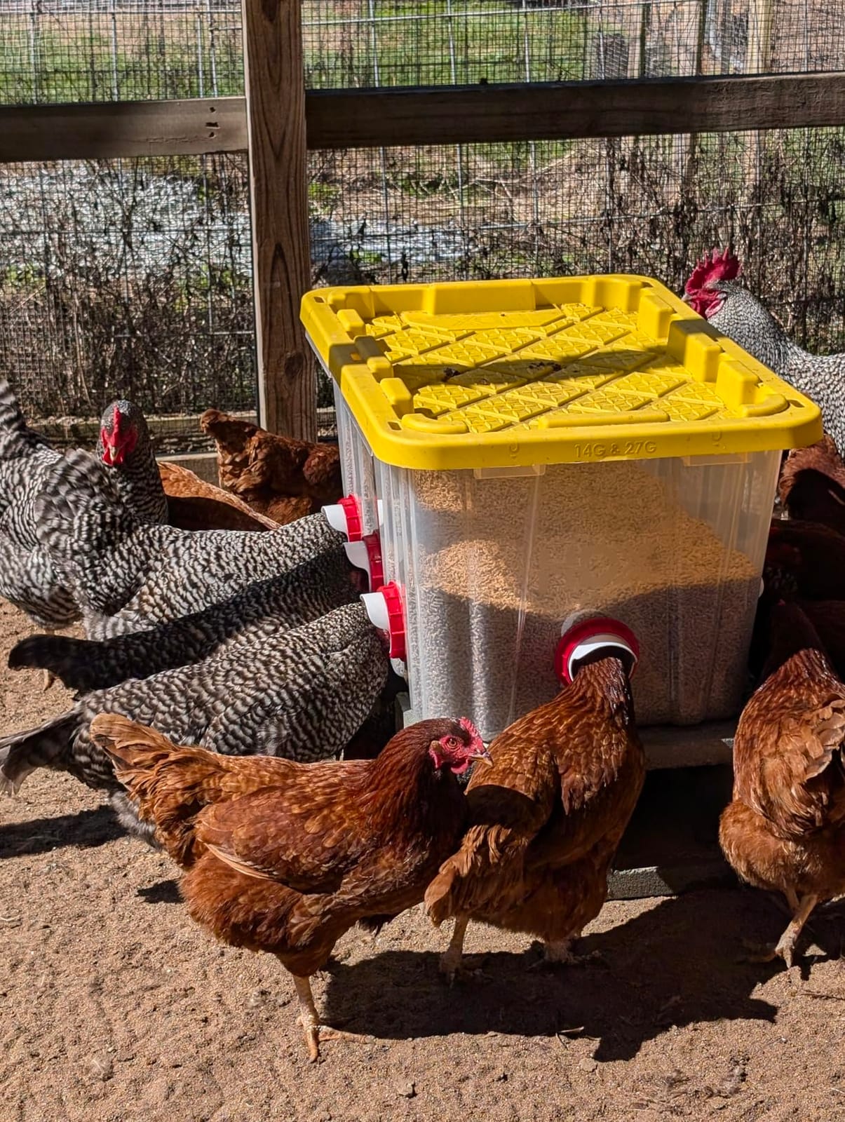 Chicken Feeders No Waste, DIY Automatic Poultry Feeder - 8 Ports Red | Buckets Barrels Bins Troughs-mountable Design for common Breeds of Chicken Flock with Hole Saw customer photo 2