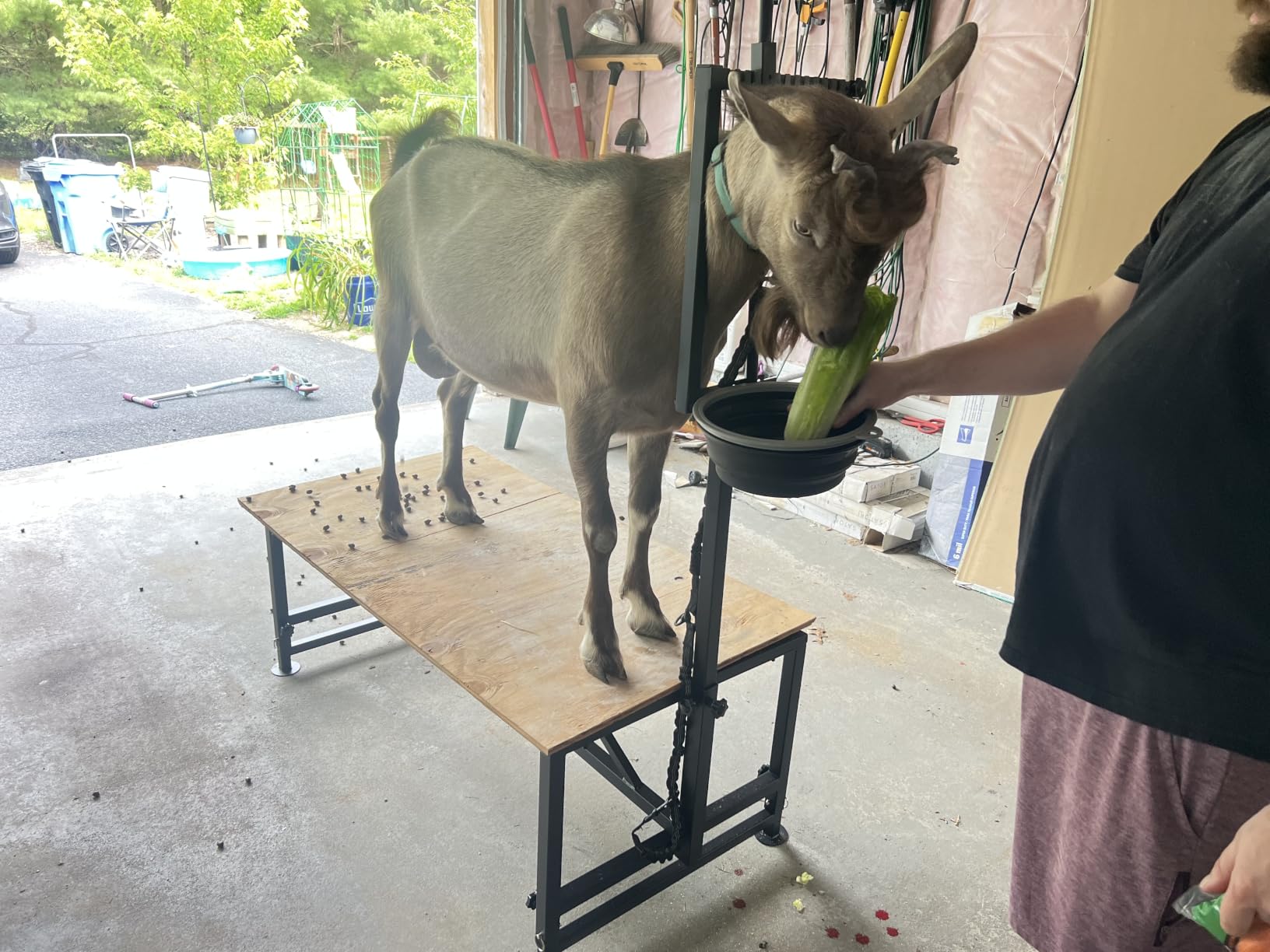 600 LBs Goat Stand with Feed Bin, Goat Milking Stand for Sheep Trimming and Milking, Hoof Trimming Stand Adjustable Size, with Feeder, Iron Black customer photo 2