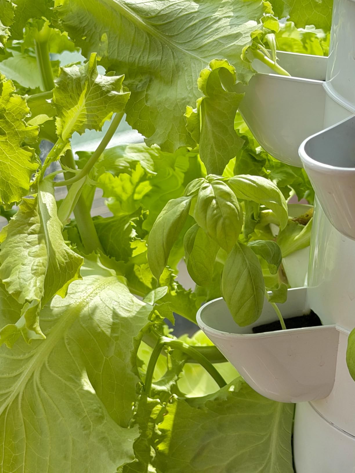 Hydroponics Growing System, 30-Plant Indoor Hydroponic Tower with Timer and Pump System, Plants Germination Kit, Vertical Hydroponic System customer photo 1