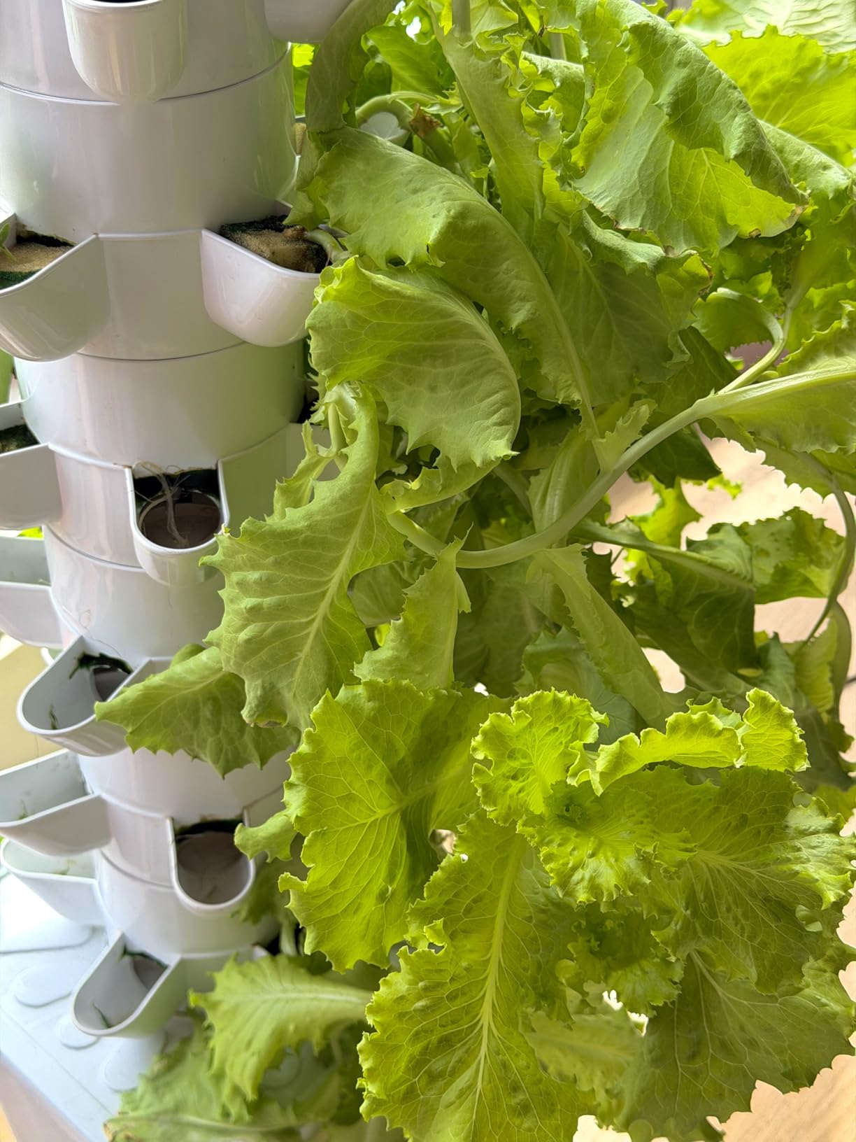 Hydroponics Growing System, 30-Plant Indoor Hydroponic Tower with Timer and Pump System, Plants Germination Kit, Vertical Hydroponic System customer photo 2