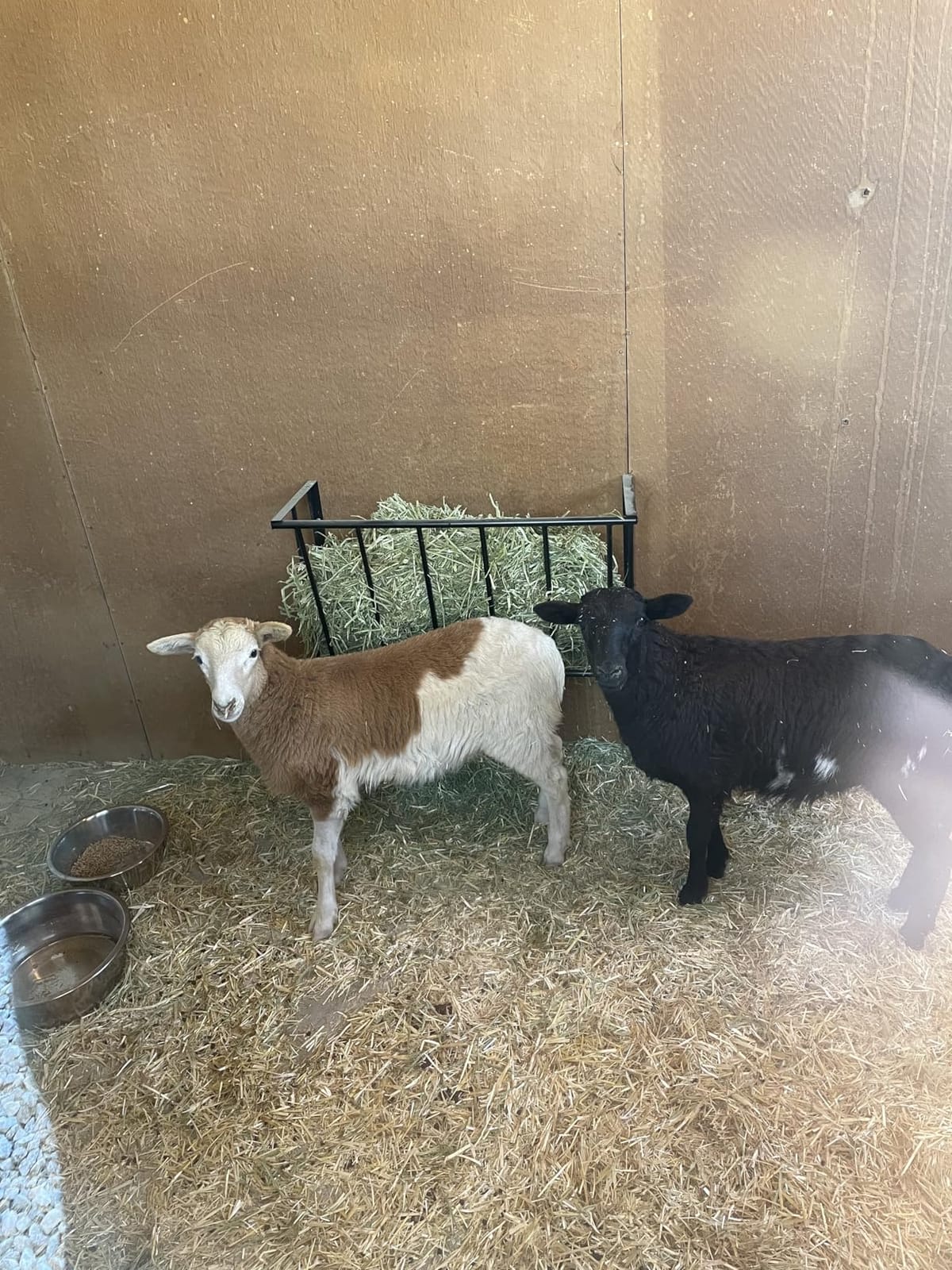 Hay Rack Wall Mount- 27'' Hay Feeder for Horse, 16 Gallon Capacity Easy Install & No Waste Design Metal Corner Hay Feeder customer photo 1