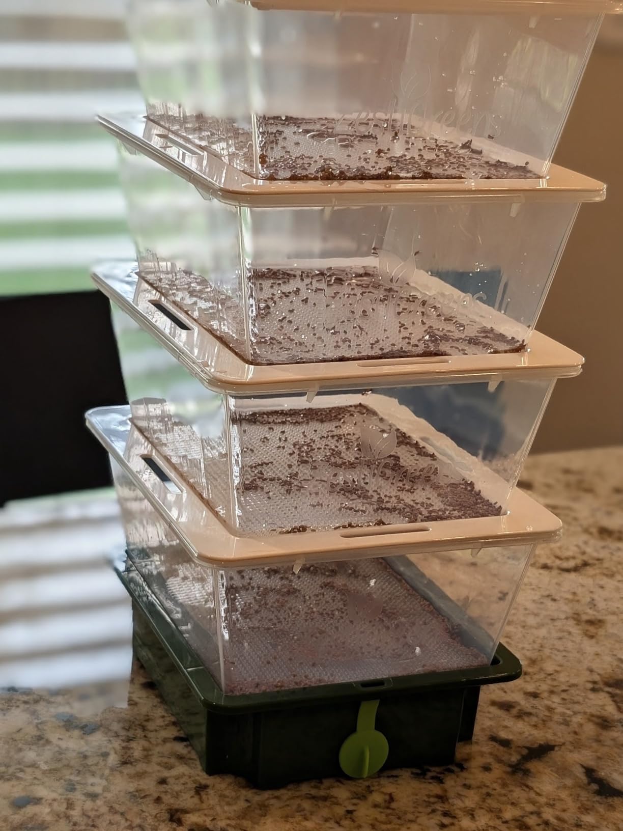 ZESTIGREENS 4-Tier Sprouting Kit - Stackable Seed Sprouter Trays with Drain Spout - Grow Fresh Sprouts at Home - BPA-Free customer photo 1