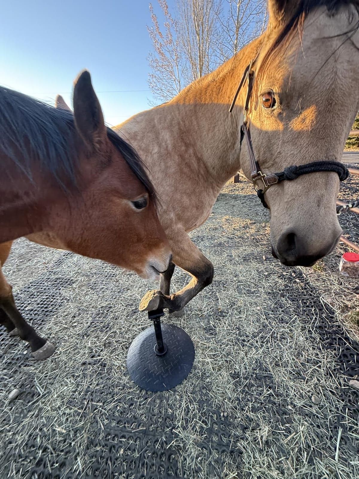 Horse Hoof Stand, Adjustable Farrier Stand with 17