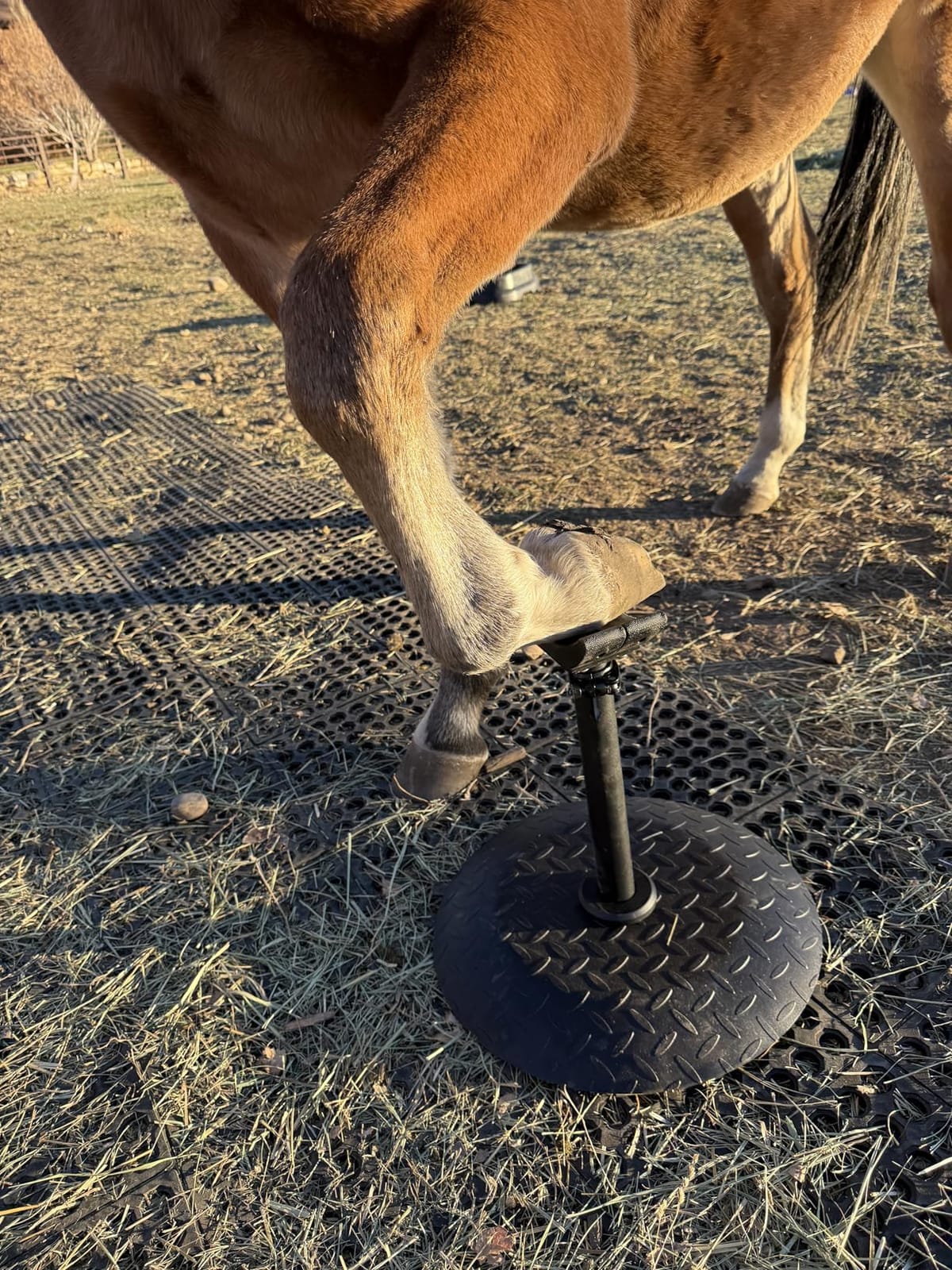 Horse Hoof Stand, Adjustable Farrier Stand with 17