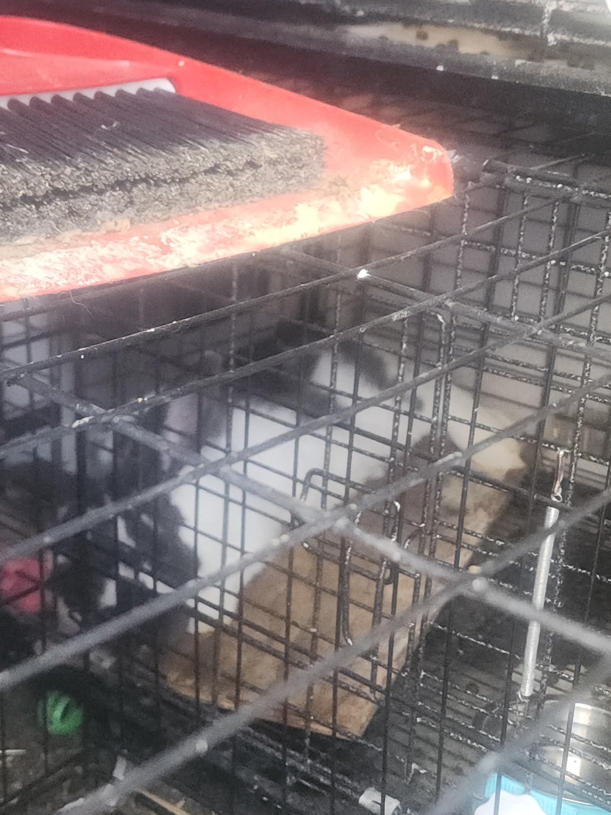 Stackable Rabbit Cage with Feeder and Water Bottle, 24 x 24 x 16 inches, Guinea Pig Ferret Bunny Hutch (2) customer photo 1