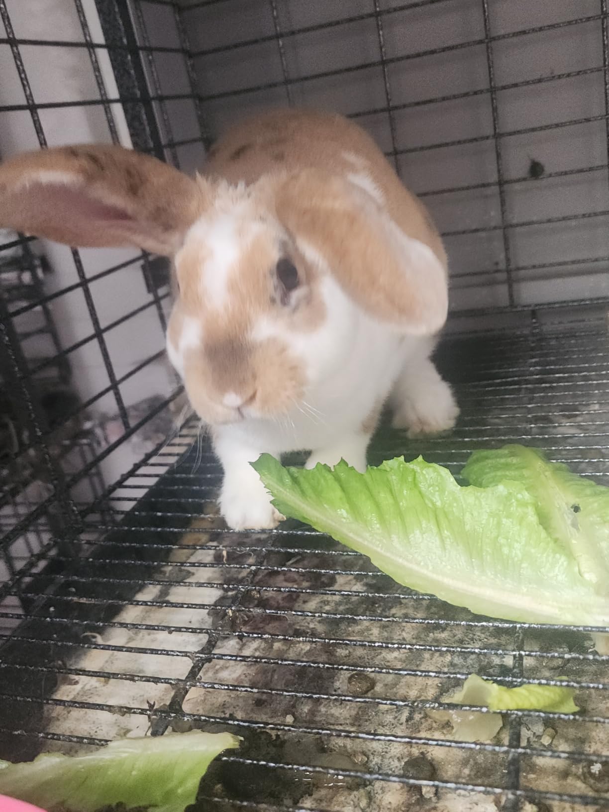 Stackable Rabbit Cage with Feeder and Water Bottle, 24 x 24 x 16 inches, Guinea Pig Ferret Bunny Hutch (2) customer photo 2