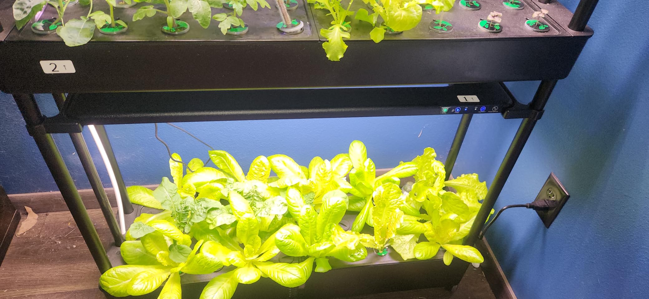 Growell 81 Pods Hydroponics Growing System Kit with Independent Water Pump | Vertical Indoor Herb Garden with 2 Light Modes & 2 Timer, Smart Water Circulation, 42L Water Tank customer photo 2