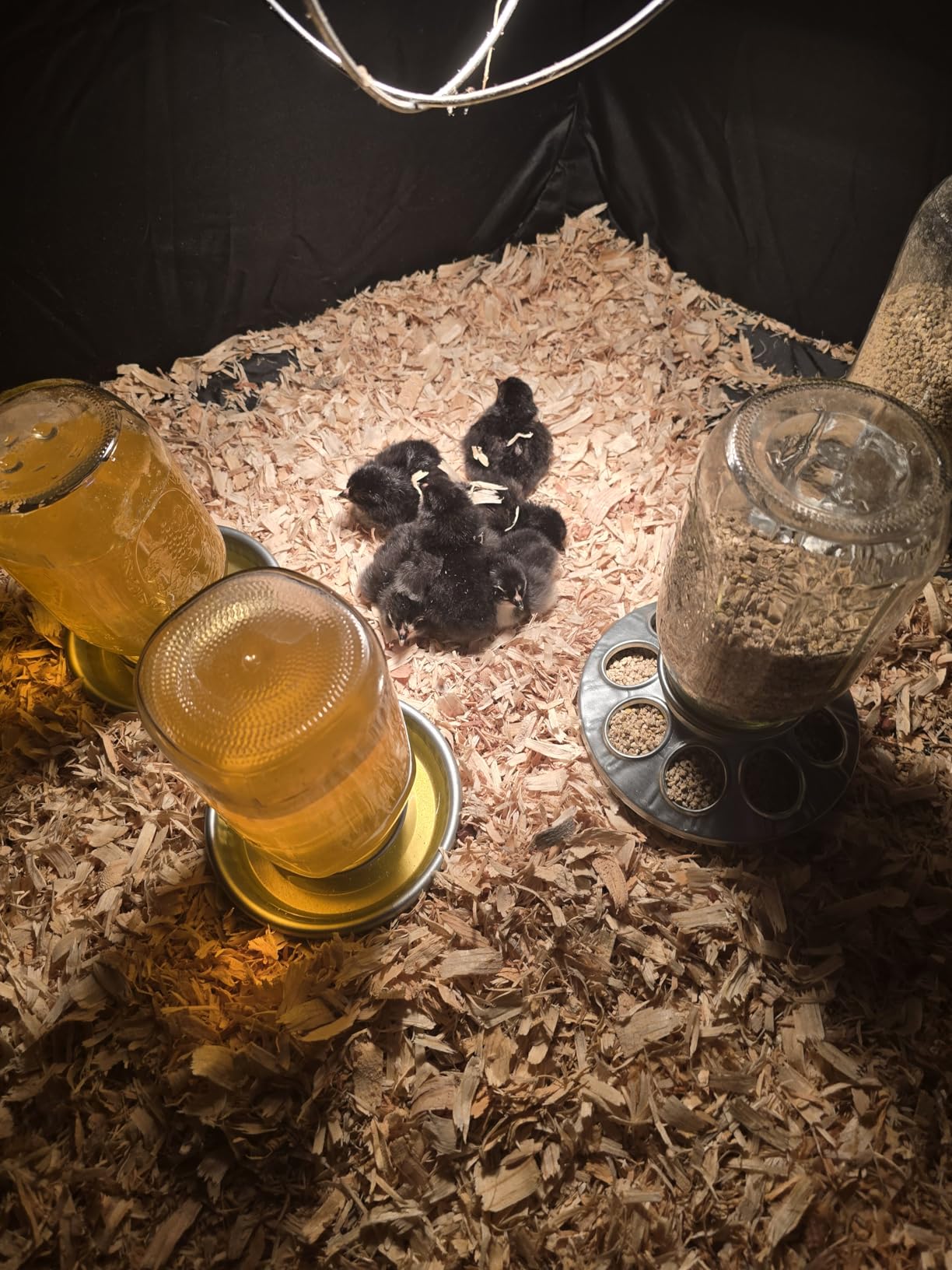 Brooder Box for Chick, 6-in-1 Chick Starter Kit, Includes Brooder Heating Plate, Baby Chicken Pen, Chicken Feeder, Waterer, Perch, Nesting Pad (Brooder Set) customer photo 1