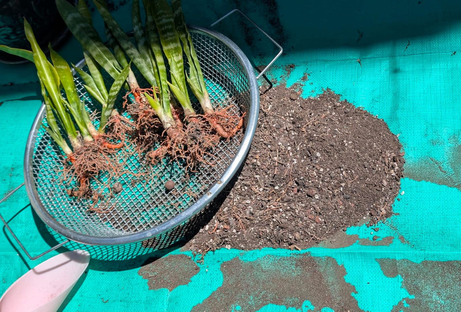 2PCS Soil Sifter for Gardening with Handle, Stainless Steel Rock Compost Soil Sifter for 5 Gallon Bucket, 1/4in, 1/8in Mesh Garden Sifting Screen Gravel Sawdust Vermicompost with Repotting Mat customer photo 2