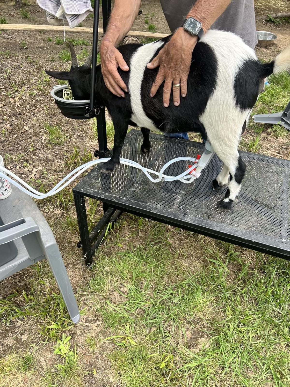 VEVOR Goat Milking Machine, 0.8 Gal / 3 L Food-Grade Stainless Steel Bucket, with 5200 mAh Rechargeable Battery, 2 Teat Cups, Cordless Portable Pulsation Vaccum Electric Milking Machine for Goats Only customer photo 1