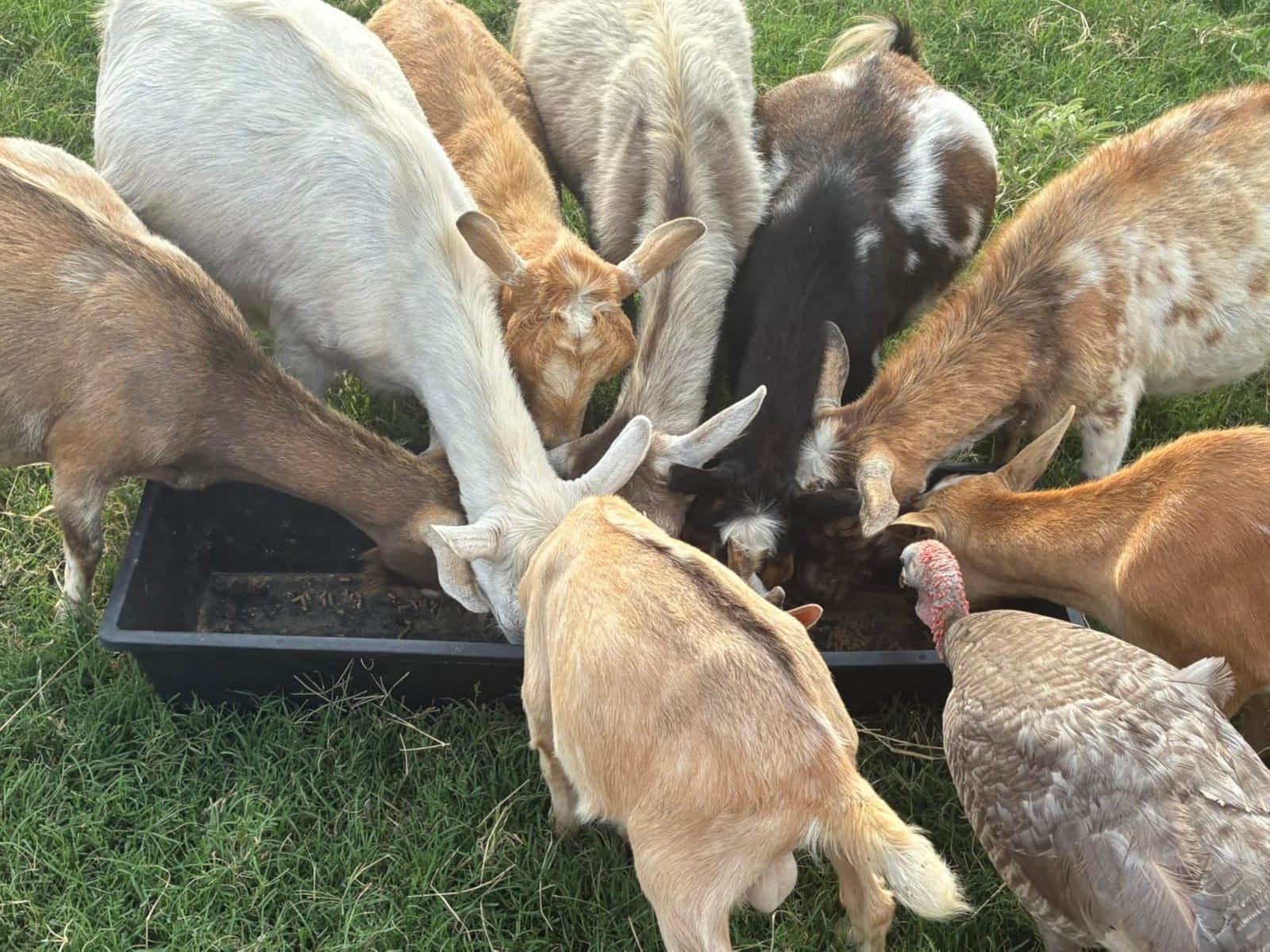 6 Pcs Water Trough 48 Quart / 12 Gallon Horse Trough Livestock Water Troughs 39 inch Plastic Goat Feeder Trough Farm Animal Feeding for Chicken Sheep Pig and Cattle customer photo 1