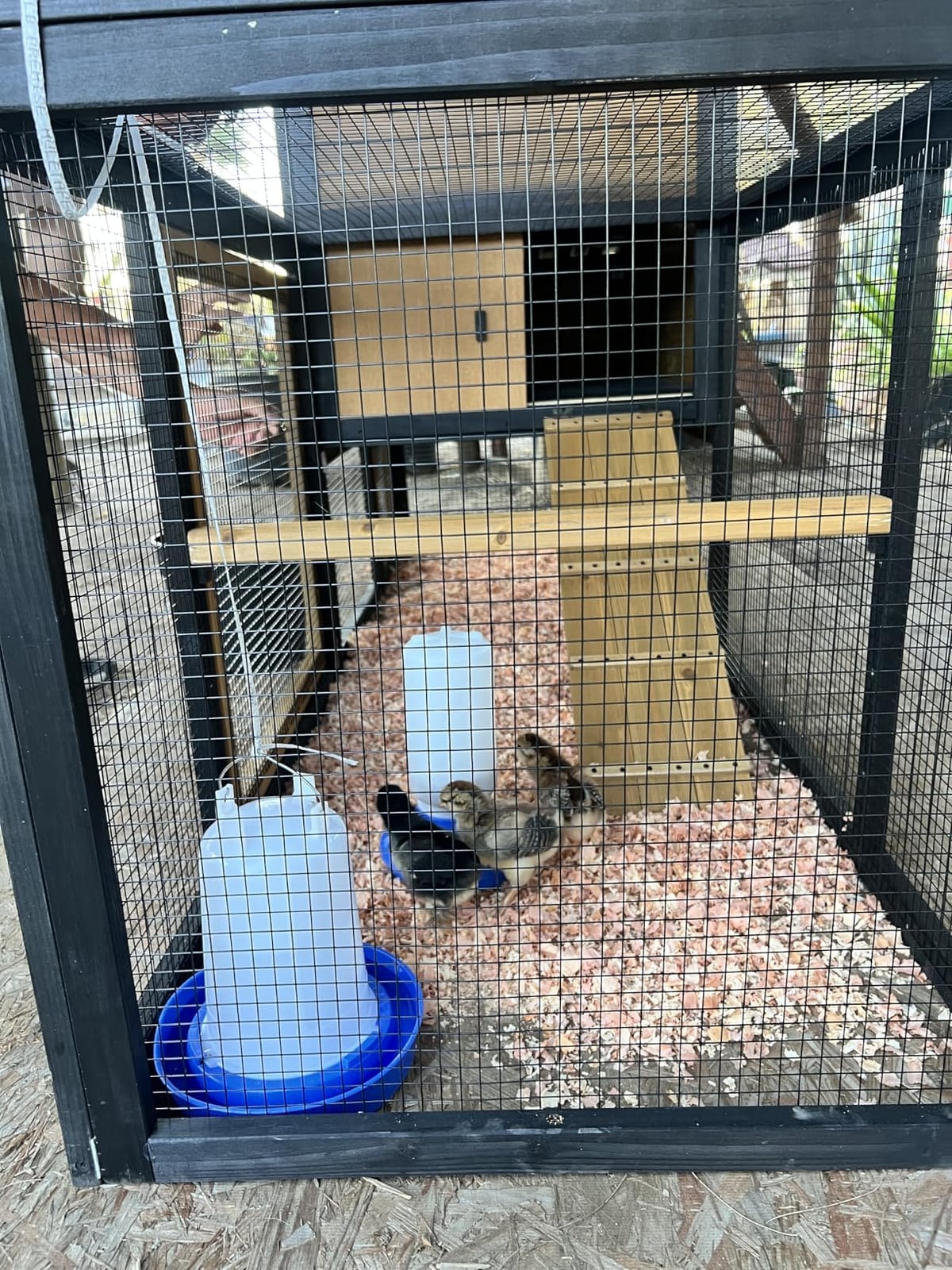 PETSFIT Wooden Chicken Coop with 71