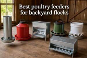 Best poultry feeders for backyard flocks