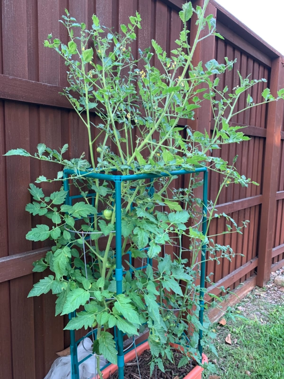Hydrofarm GCTR Tomato Grow System, 10 Gal Planter, 4 Ft Trellis, Wheels customer photo 1