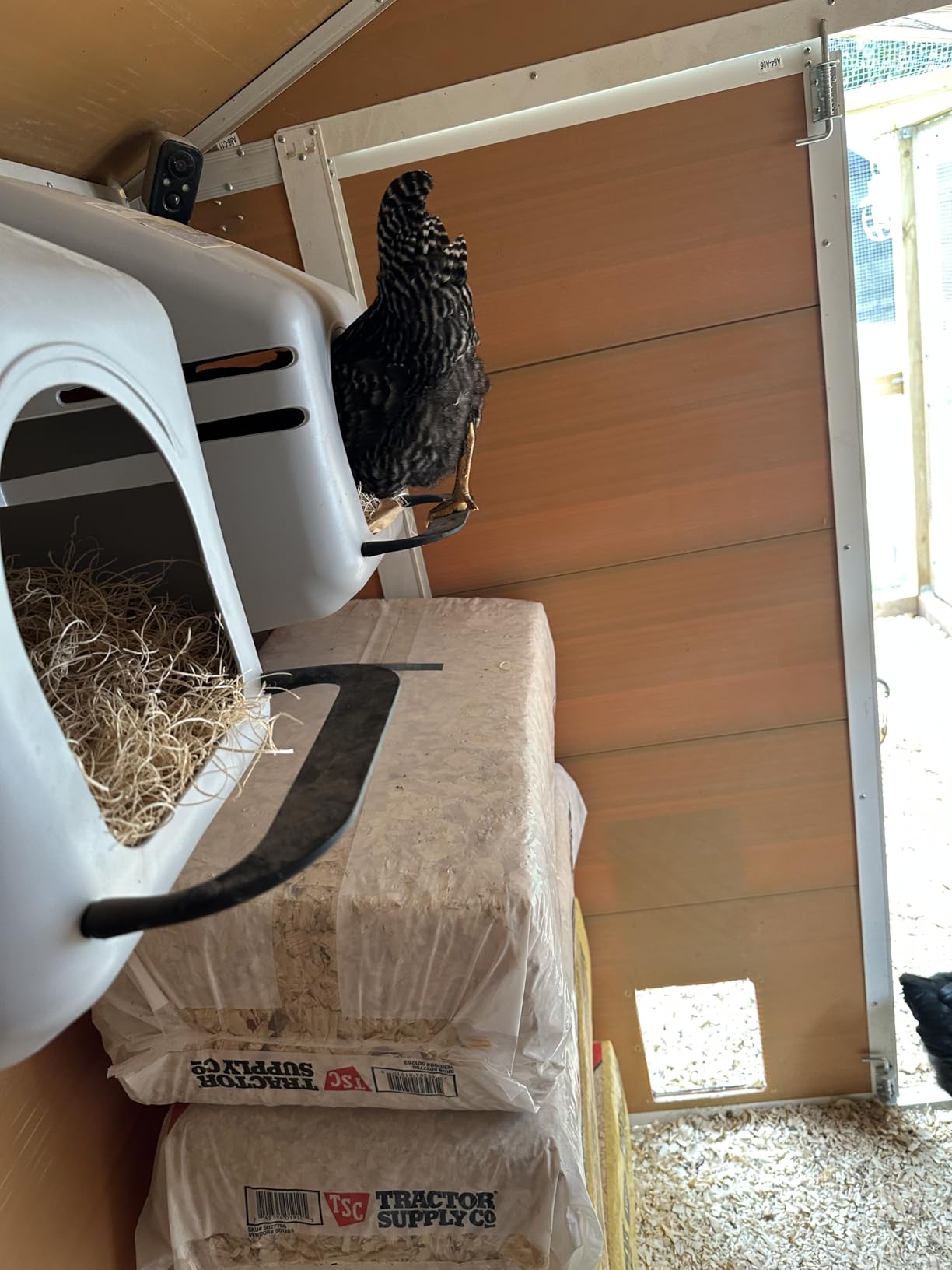 Little Giant Single Plastic Nesting Box Chicken Nest Box with Perch (Item No. 163620) customer photo 2