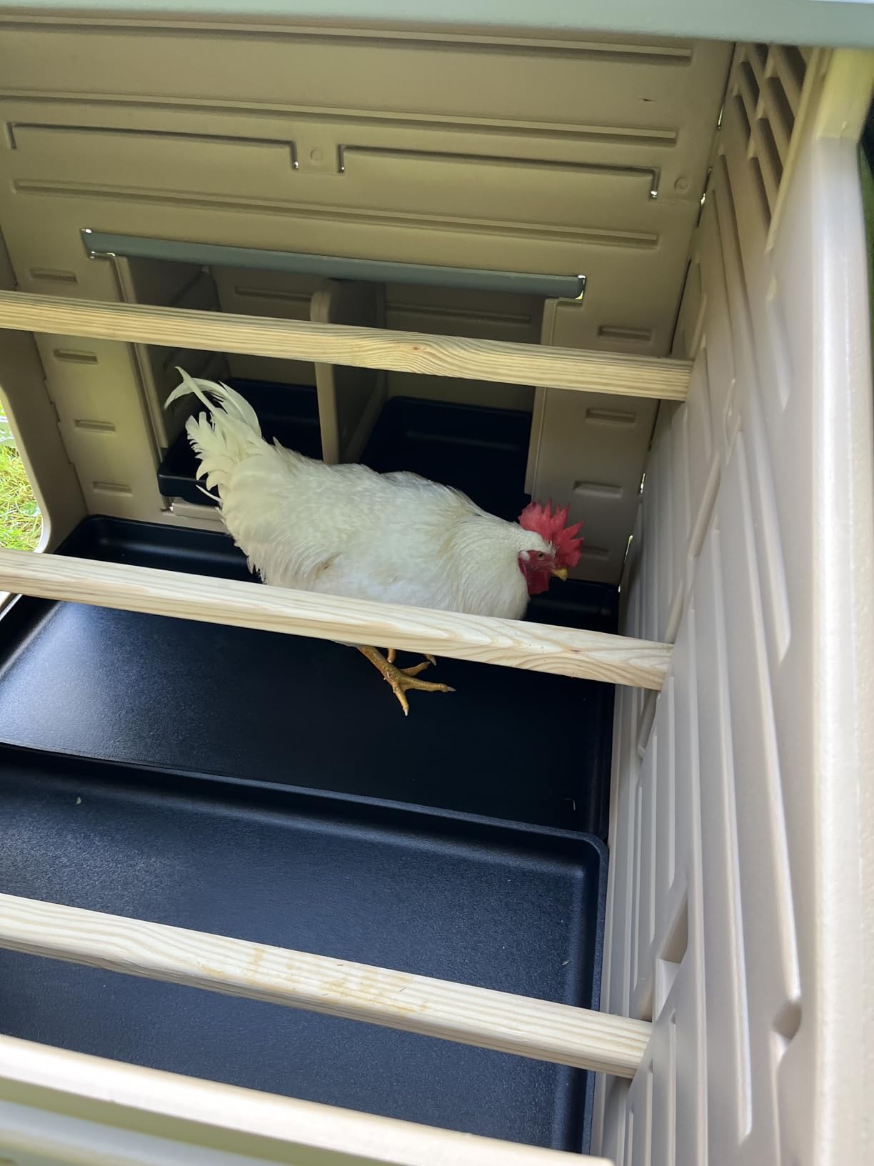 Hatching Time Formex Snap Lock 4-6 Large Chicken Coop, Backyard Hen House customer photo 1