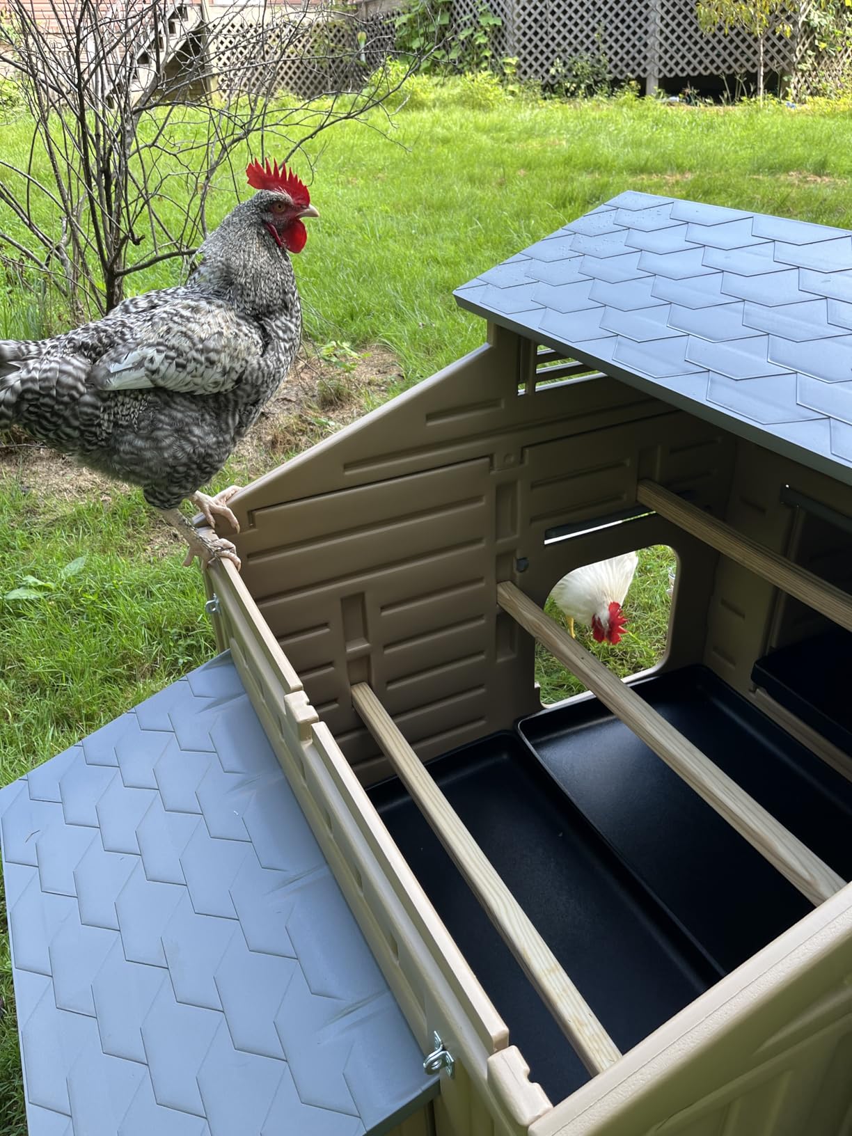 Hatching Time Formex Snap Lock 4-6 Large Chicken Coop, Backyard Hen House customer photo 2