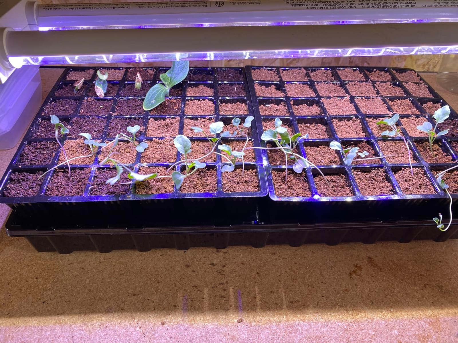 Burpee XL Self-Watering Growing System Indoor Seed Starting 10