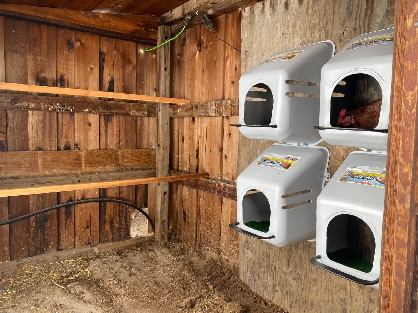 4 PACK of LARGE WALL Mount EGG NESTING NEST BOXES with PERCH for CHICKEN COOP HEN HOUSE POULTRY customer photo 1