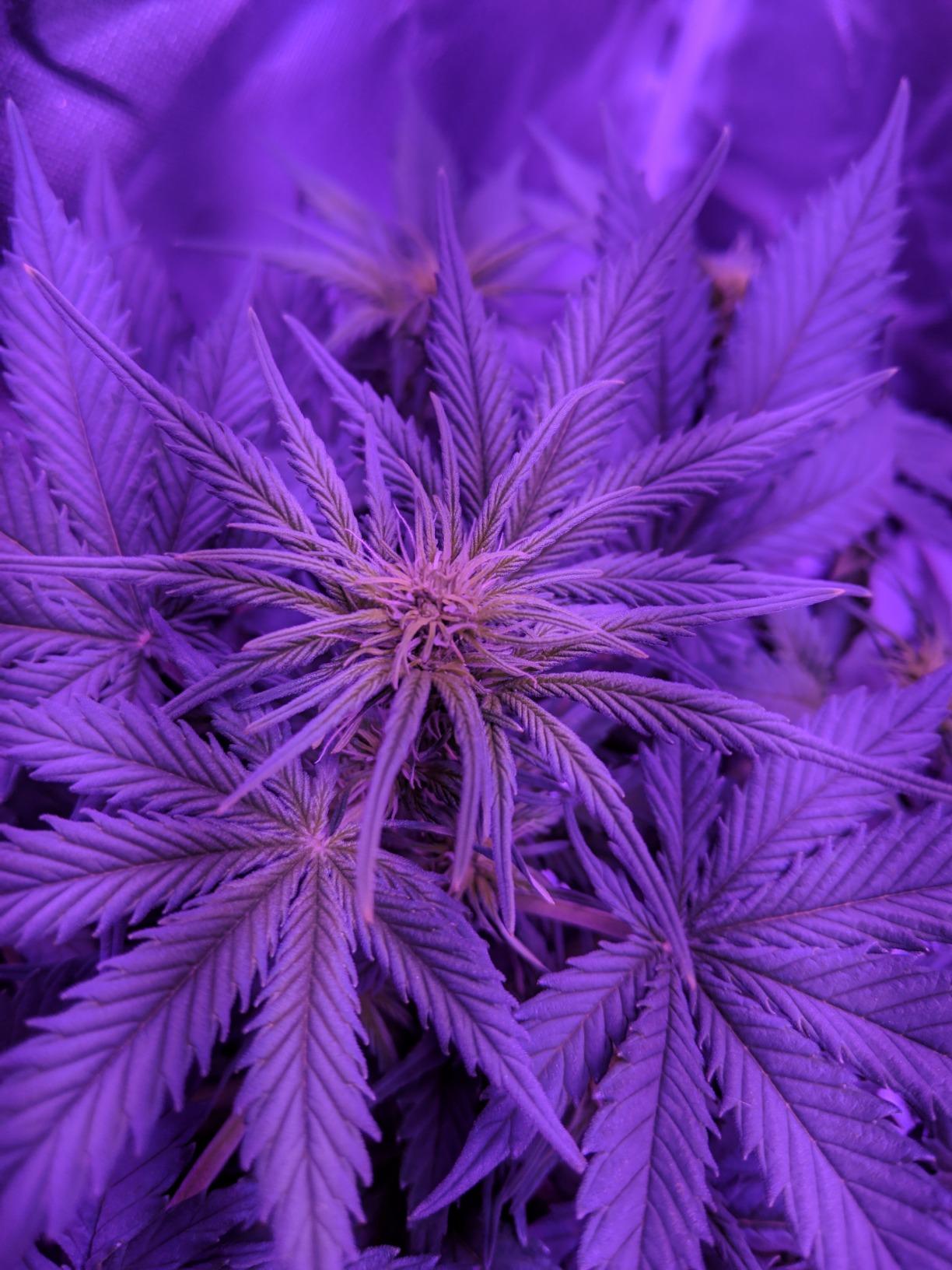 Upgrade Integrated Auto Grow Tent Kit Complete Kit, S1000 LED Grow Light, 32