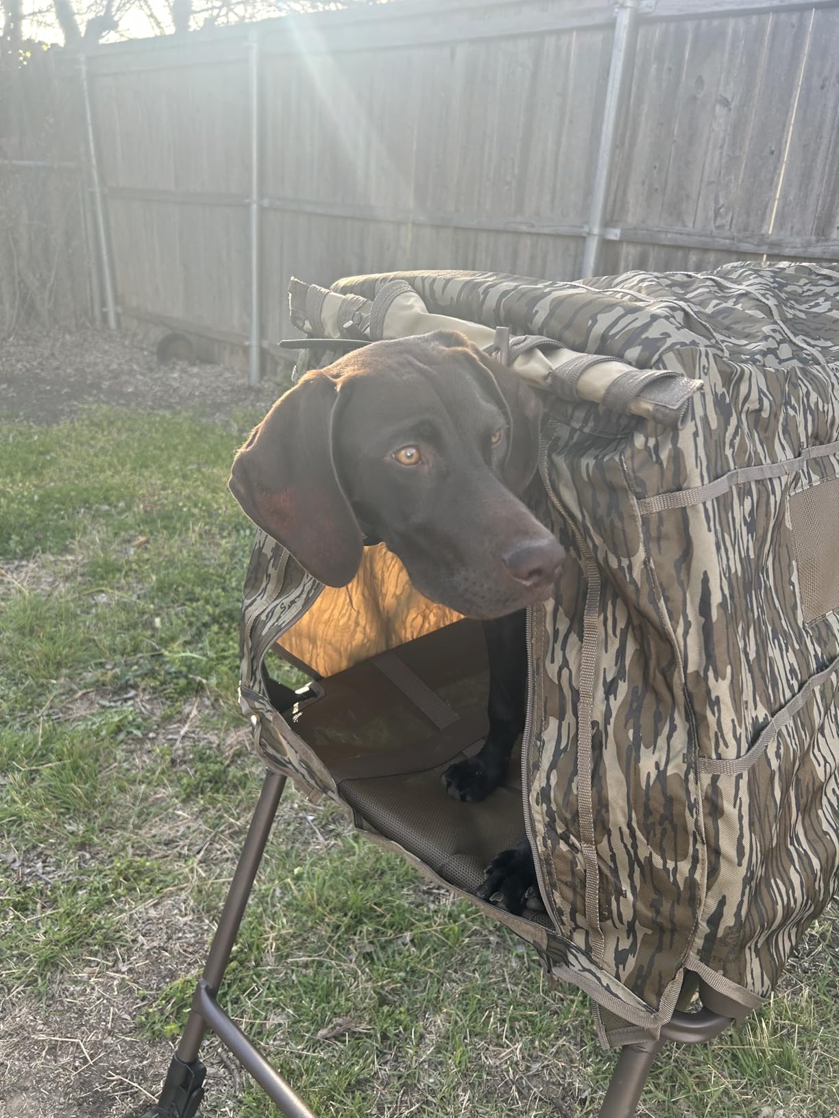 Momarsh Invisi Lab Dog Blind for Waterfowl Hunting & Gun Dogs customer photo 1