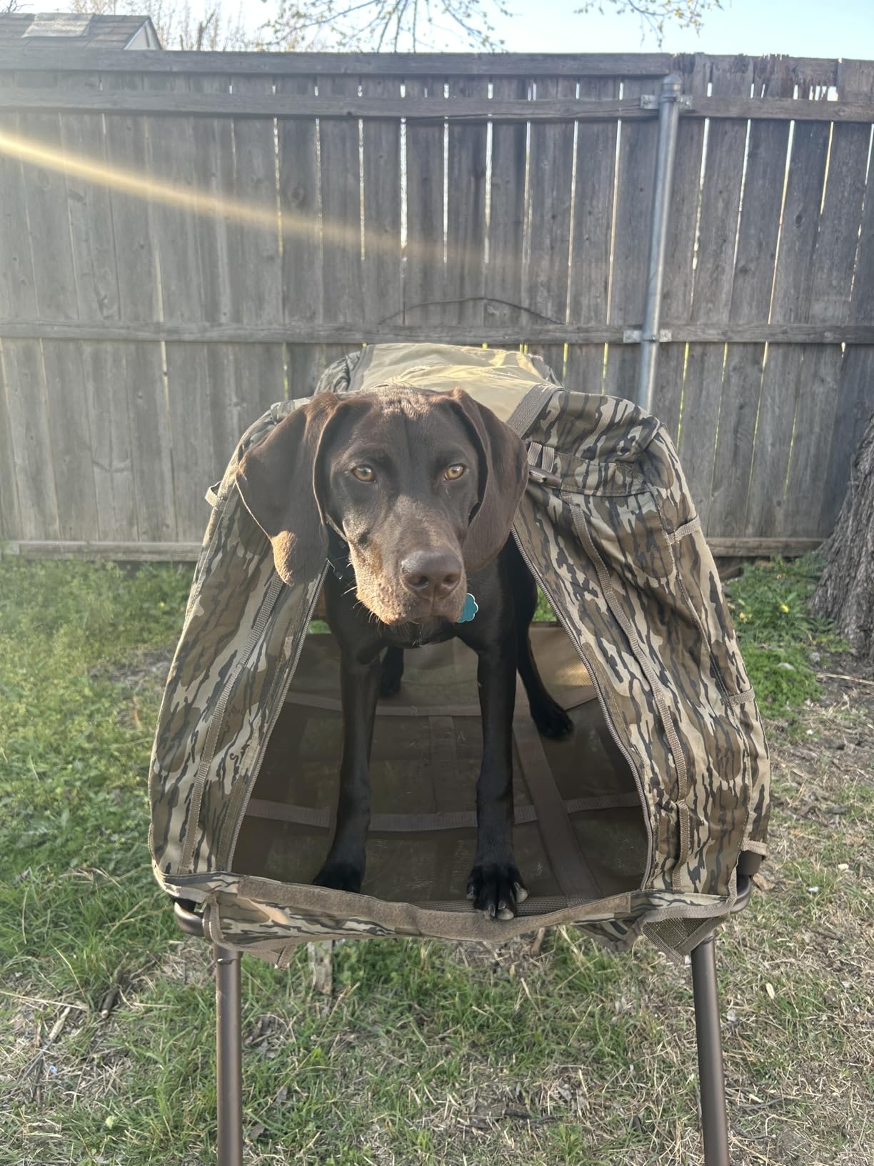 Momarsh Invisi Lab Dog Blind for Waterfowl Hunting & Gun Dogs customer photo 2