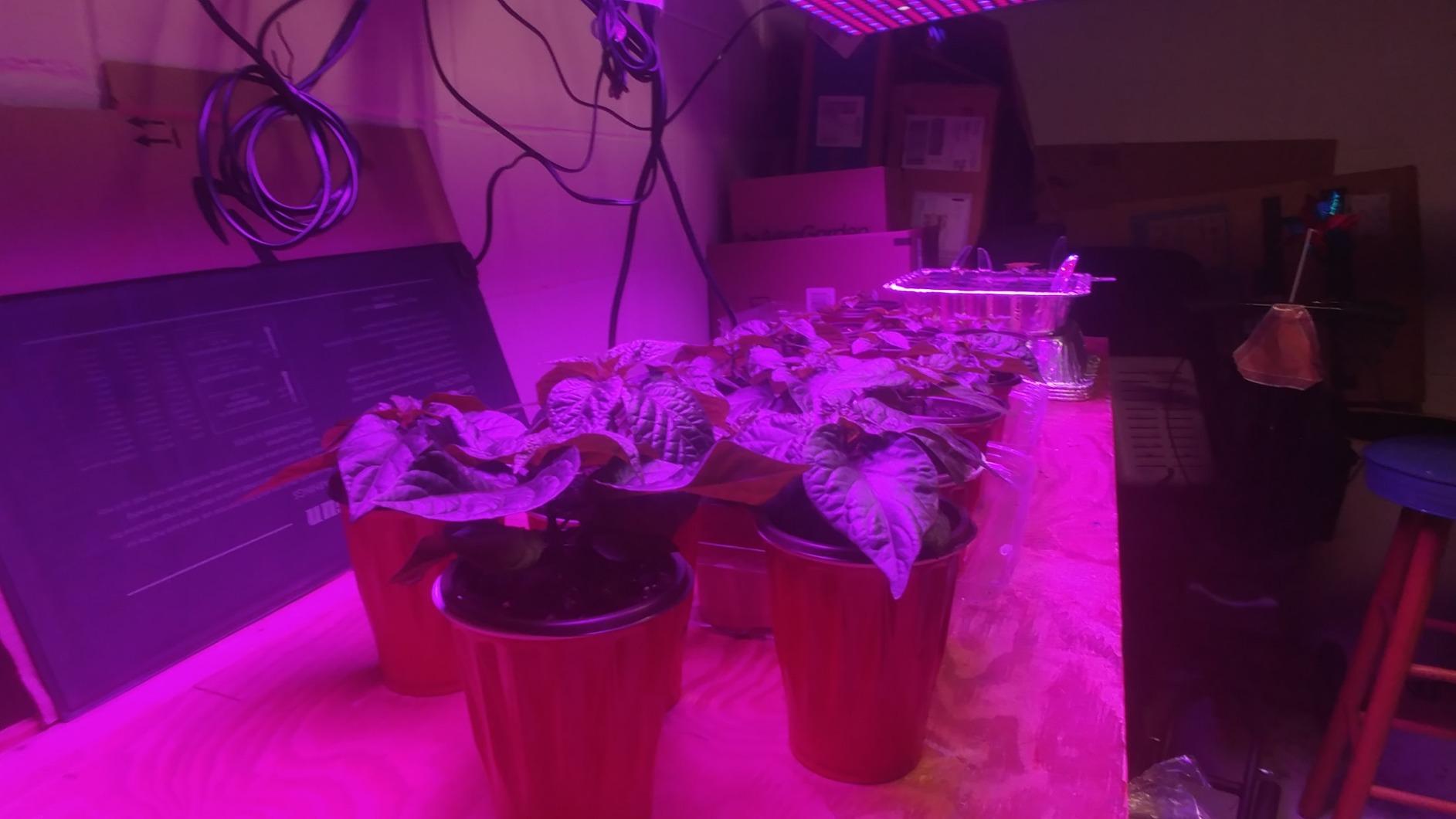 LED Grow Light 225 LEDs Plant Lights Red Blue White Panel Growing Lamps for Indoor Plants Seedling Vegetable and Flower (2 Pack) customer photo 1