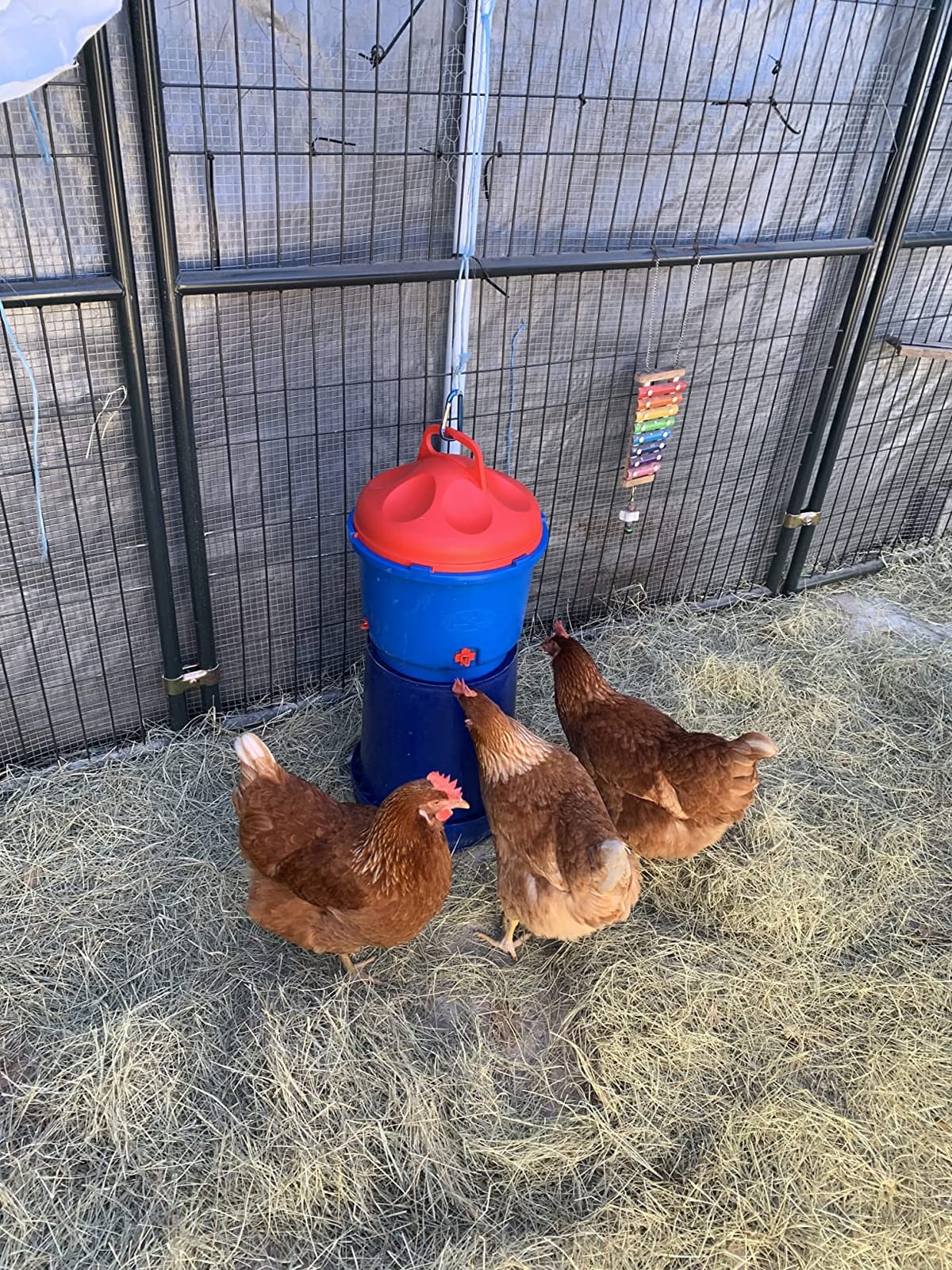Premier 1 All-Season Heated Poultry Waterer for Chickens & Ducks – 3 Gallon customer photo 2