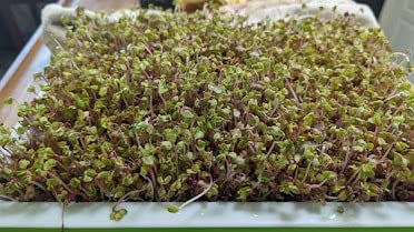 2 Pack of BPA Free Home Microgreen Soilless Hydroponics Seed Sprouter Grow Tray with Cover + Free Spray Bottle and 20 Sheets Growing Paper customer photo 1