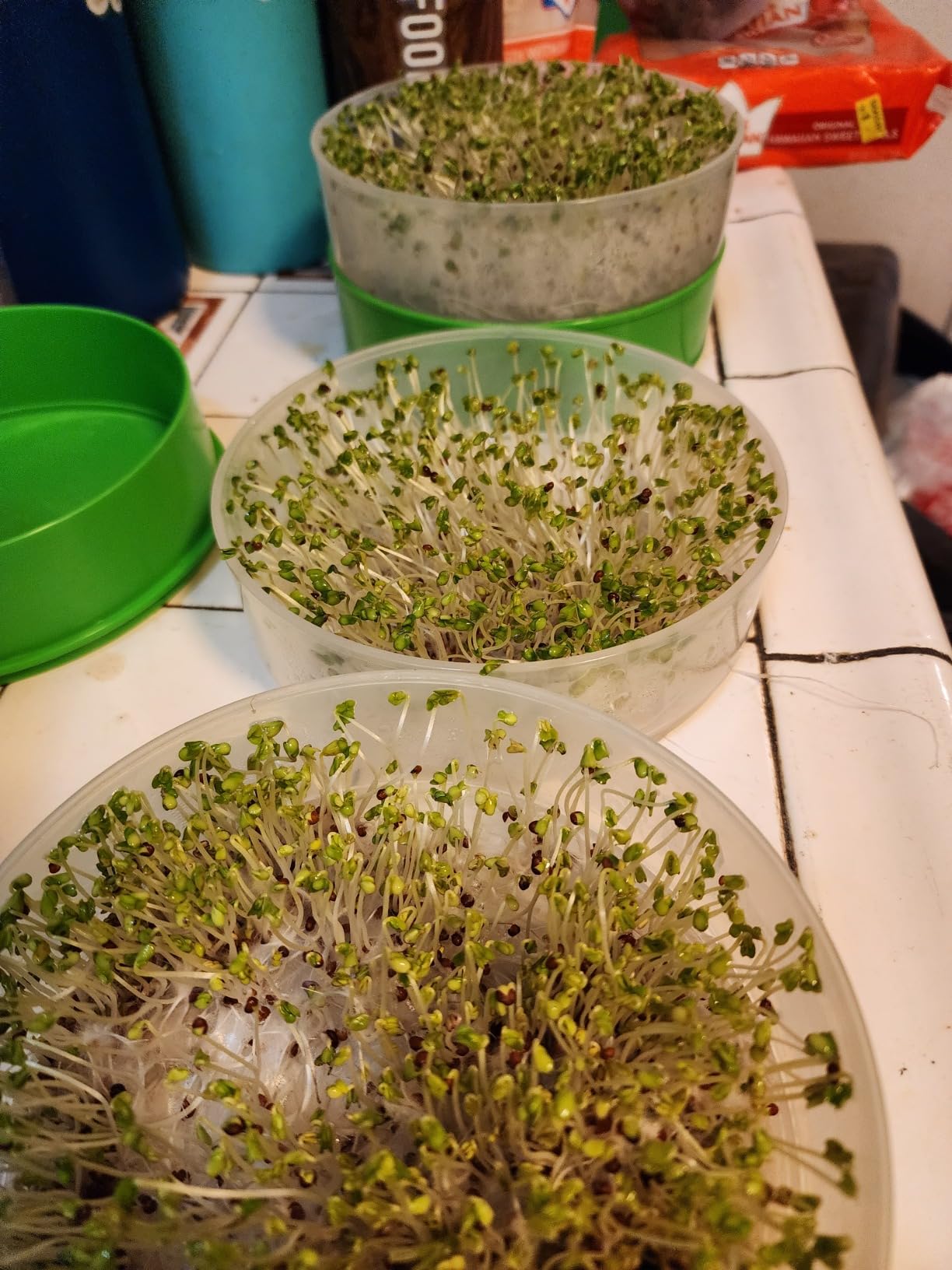 KITCHEN CROP Deluxe Seed Sprouter with 4 Growing Trays and 1 Seed Packets, (Alfalfa Seeds) Easily Grow Sprouts Indoors for a Healthy Lifestyle customer photo 1