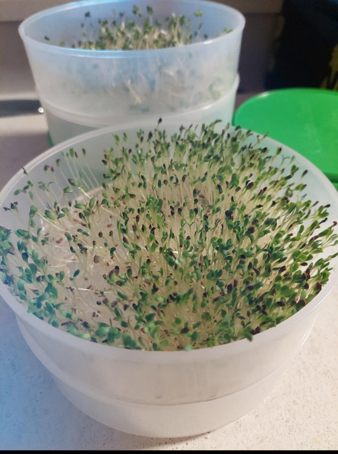KITCHEN CROP Deluxe Seed Sprouter with 4 Growing Trays and 1 Seed Packets, (Alfalfa Seeds) Easily Grow Sprouts Indoors for a Healthy Lifestyle customer photo 2