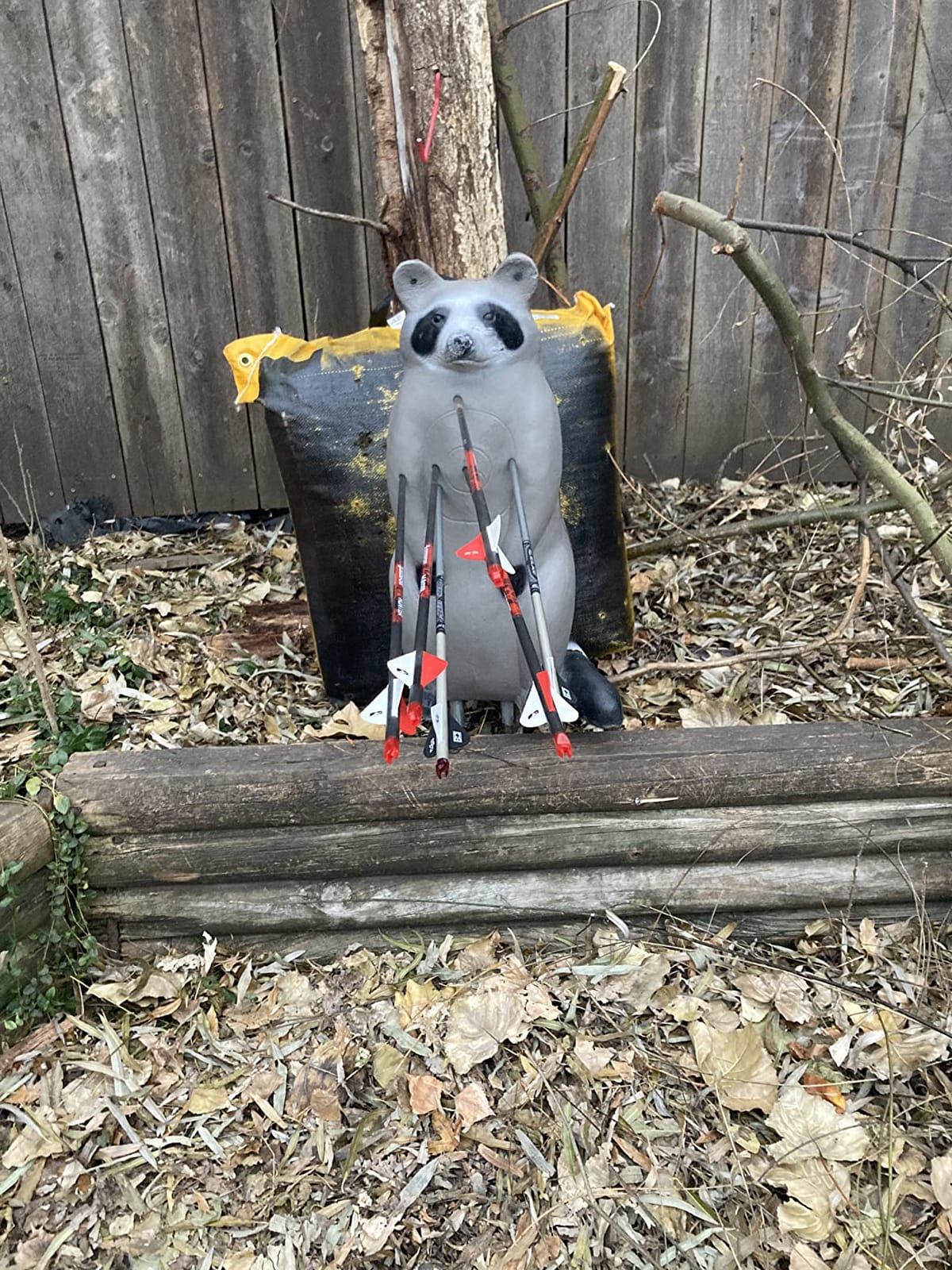 BIGSHOT Real Wild Raccoon 3D Archery Target – Life-Size EZ-Pull Self-Healing Foam, IBO Scoring Rings, Field-Point & Broadhead-Ready Small-Game Practice for Compound & Crossbows customer photo 1