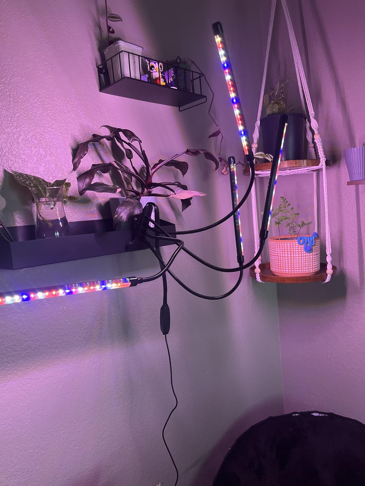 LEOTER Grow Light for Indoor Plants - Upgraded Version 80 LED Lamps with Full Spectrum & Red Blue Spectrum, 3/9/12H Timer, 10 Dimmable Level, Adjustable Gooseneck,3 Switch Modes customer photo 1