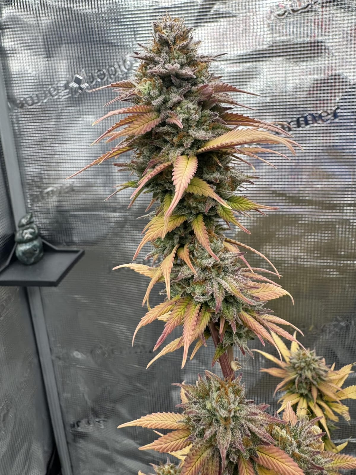 Spider Farmer 4x4 Grow Tent 48