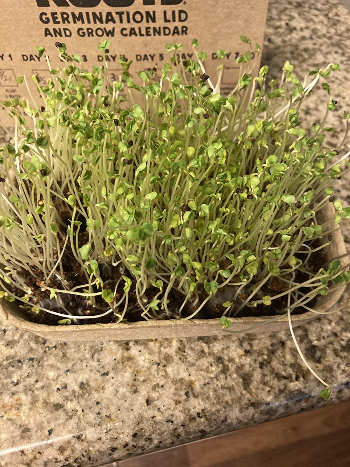Back to the Roots DIY Microgreen Grow Kit, 6-Grow Variety Pack customer photo 1