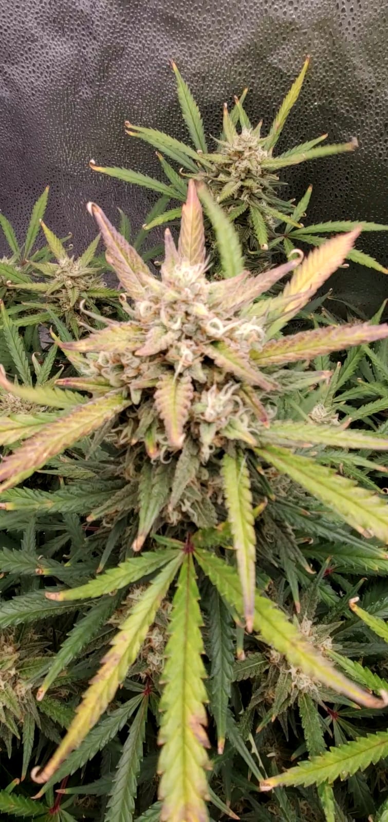 Spider Farmer 2x4 SF2000 200W Complete Grow Tent Kit with GGS Auto Control customer photo 1
