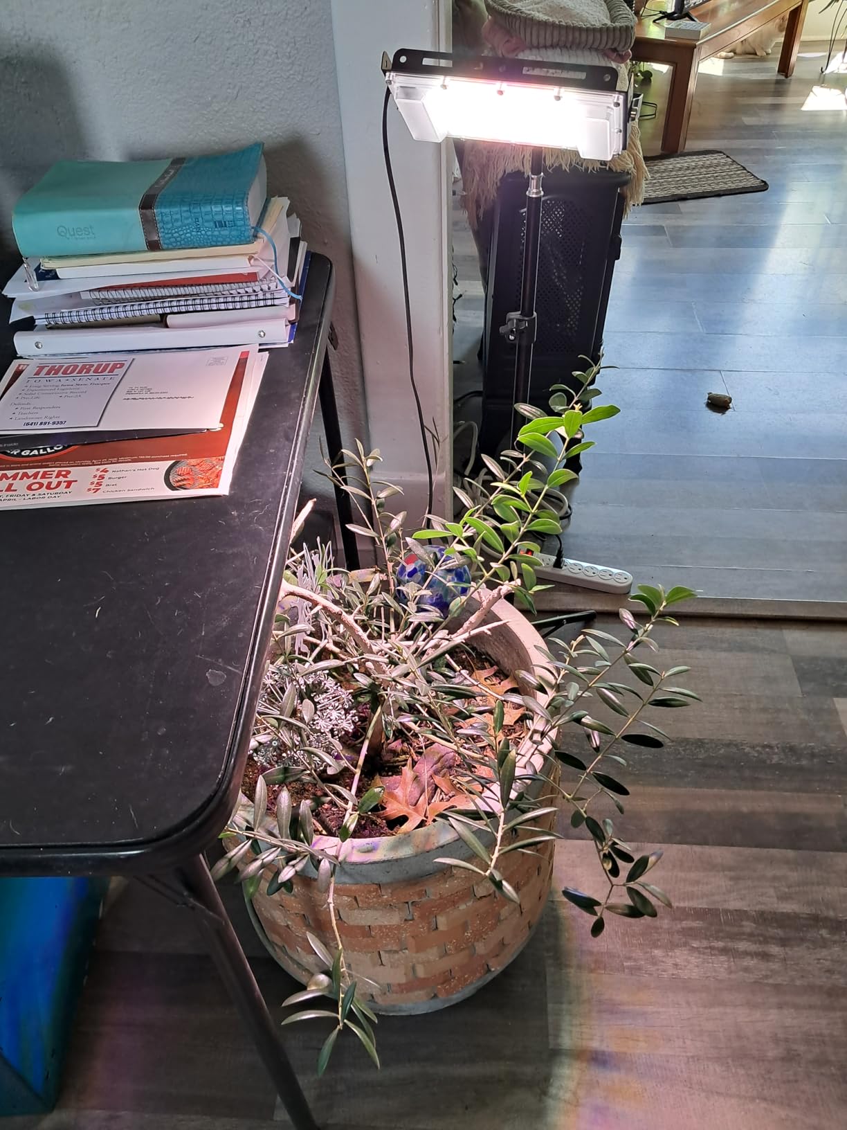 LBW Grow Light with Stand, Full Spectrum Grow Lights for Indoor Plants customer photo 2