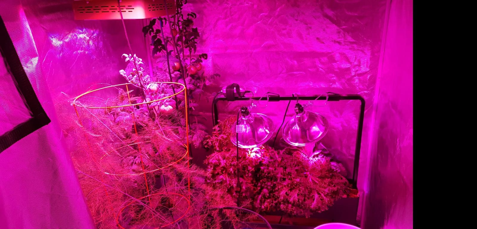 ATOUR 24”x24”x48” Grow Tent, Reflective 600D Mylar,Hydroponic Grow Tent with Observation Window and Floor Tray for Indoor Plant Growing 2’x2’ customer photo 1