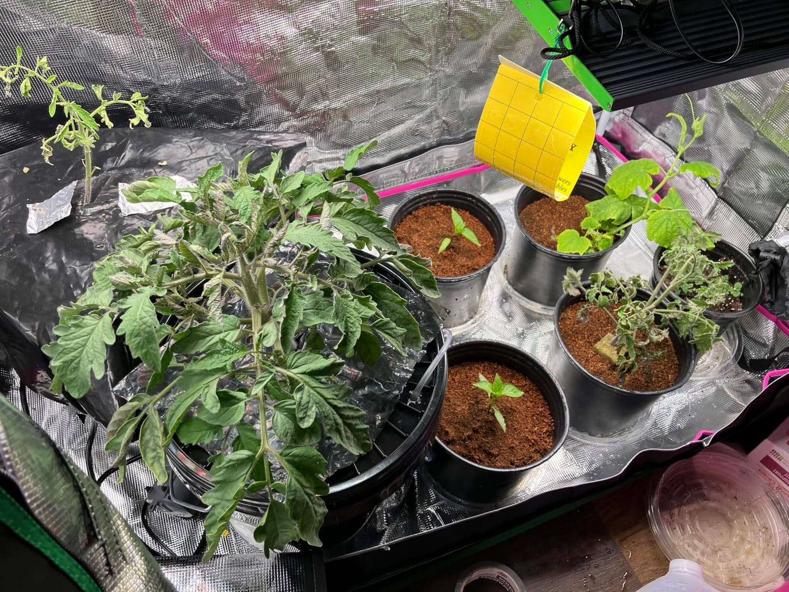 ATOUR 24”x24”x48” Grow Tent, Reflective 600D Mylar,Hydroponic Grow Tent with Observation Window and Floor Tray for Indoor Plant Growing 2’x2’ customer photo 2